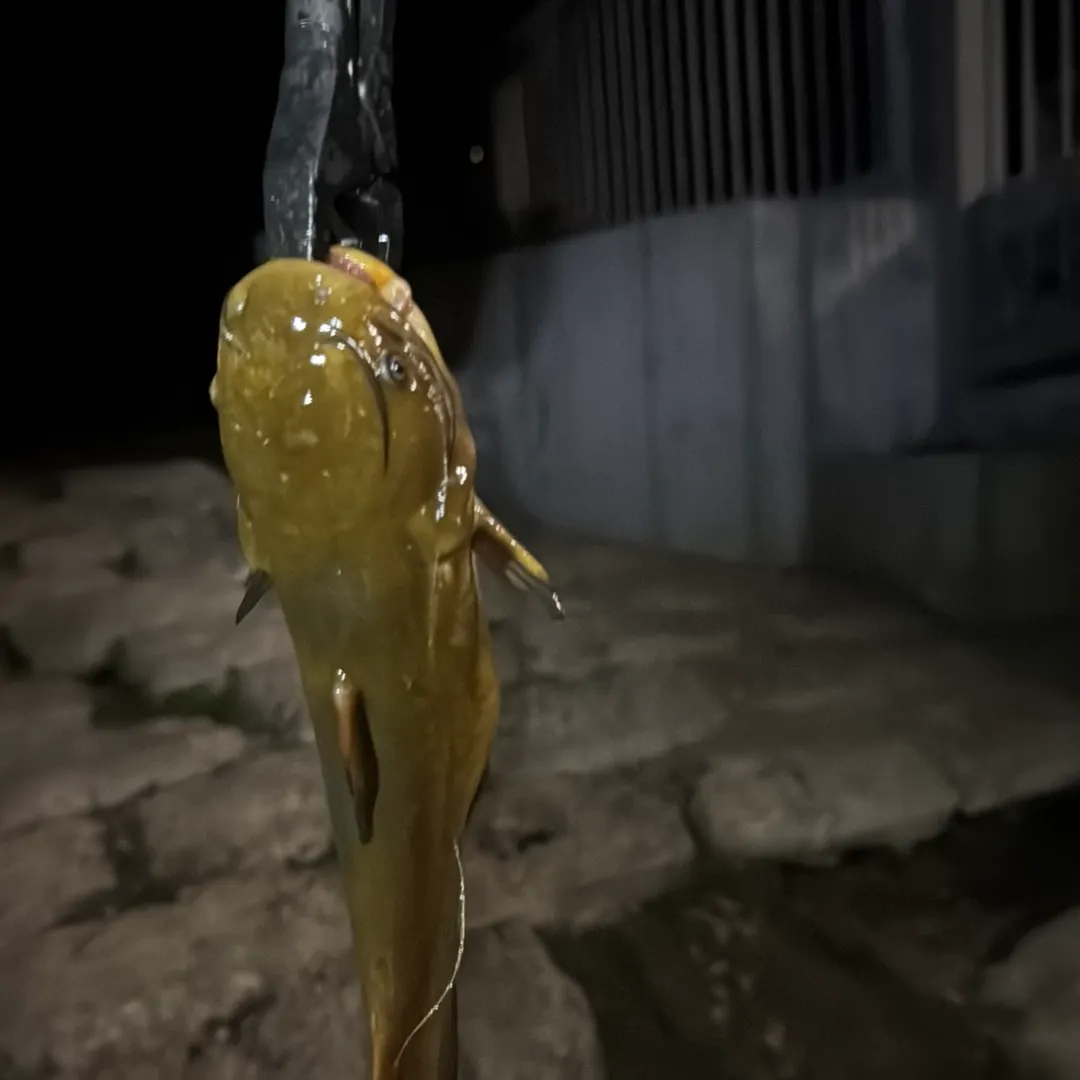 Black bullhead caught on Fishbrain