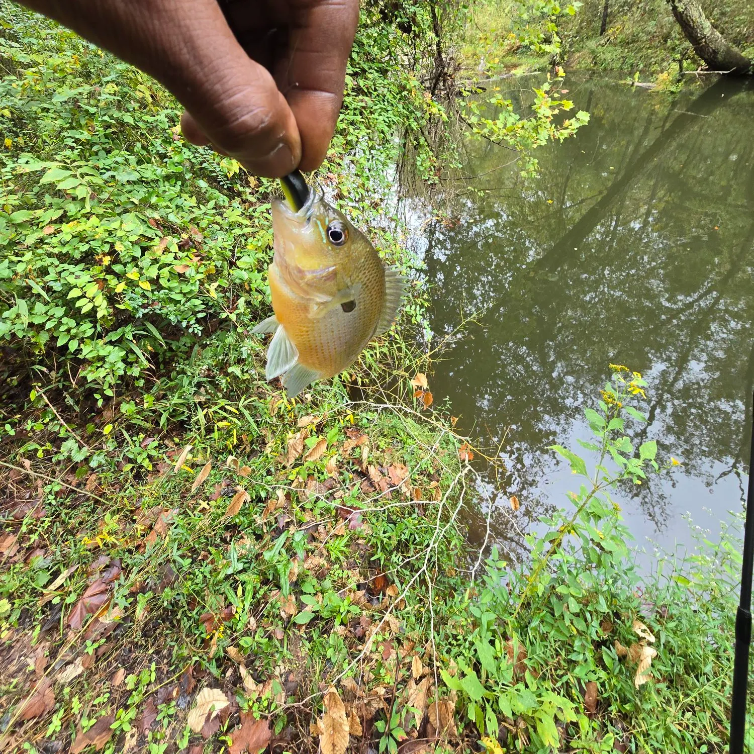Greengill hybrid caught on Fishbrain