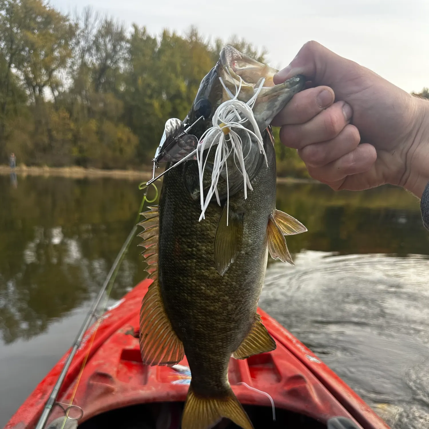 Smallmouth bass caught on Fishbrain