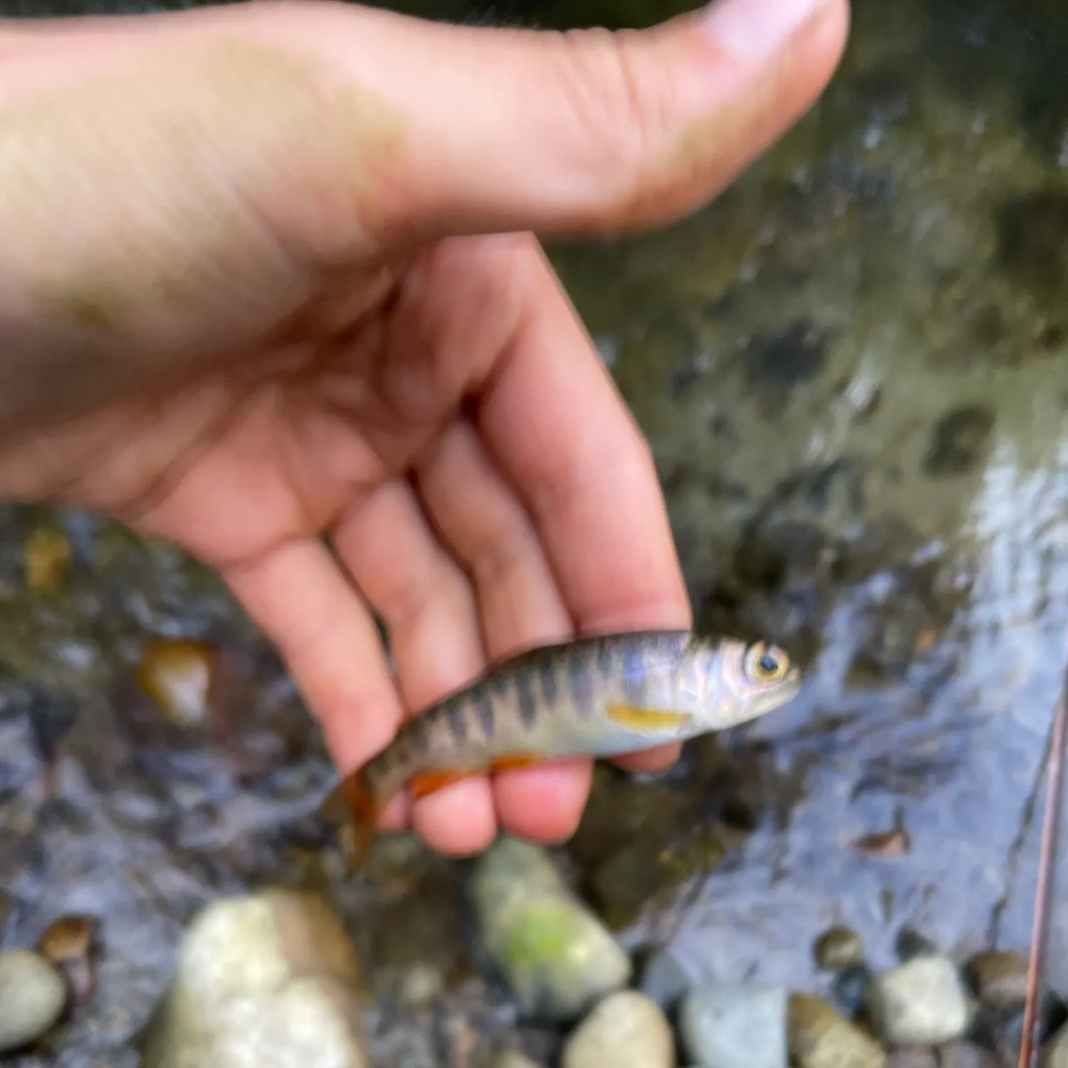 Chum salmon caught on Fishbrain