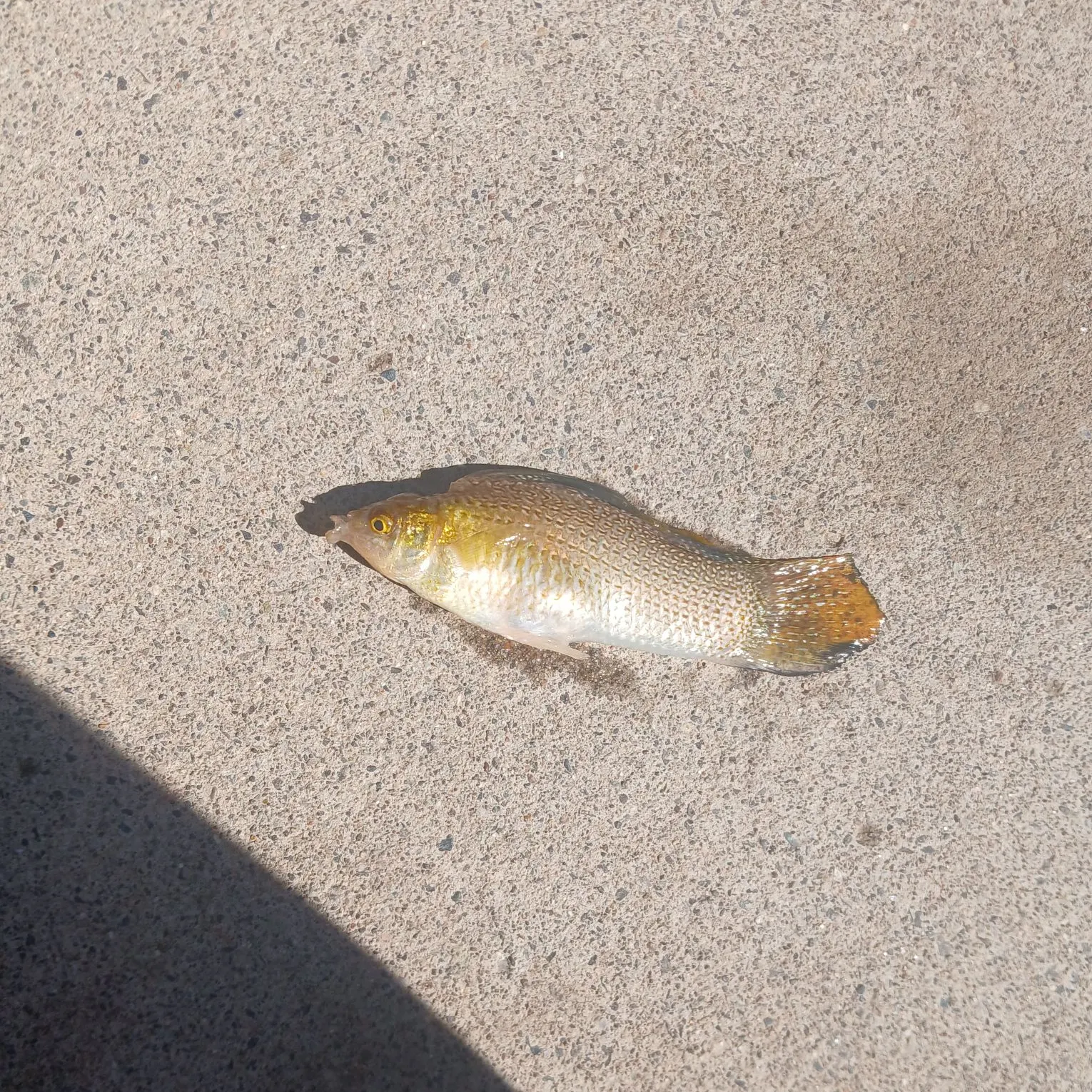 The most recent Shortfin molly catches on Fishbrain