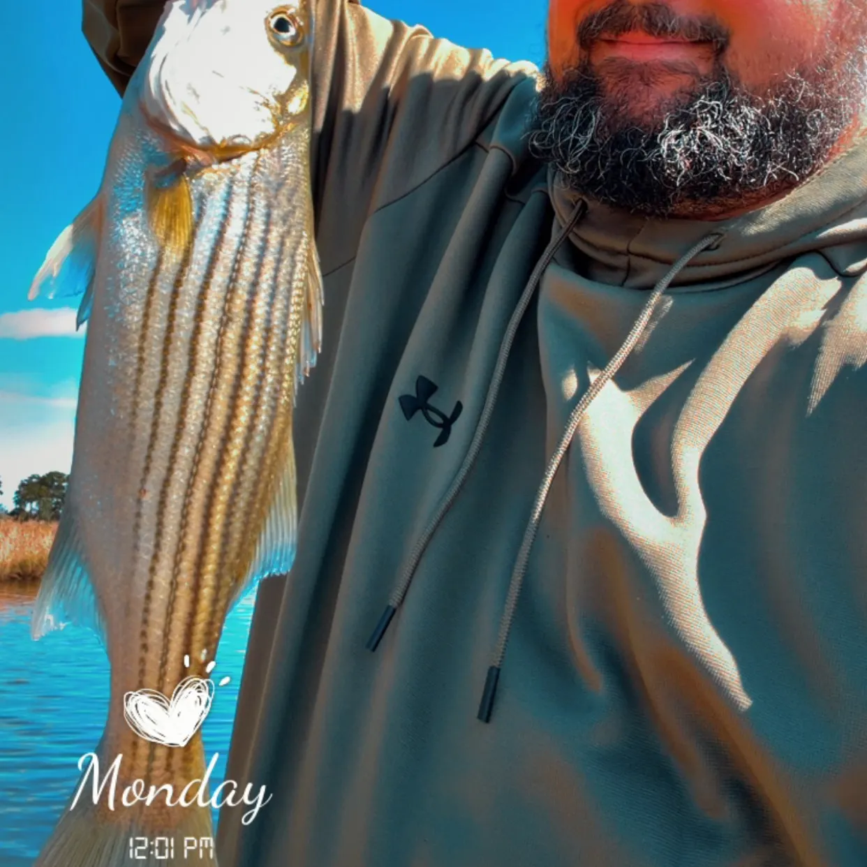Striped bass caught on Fishbrain