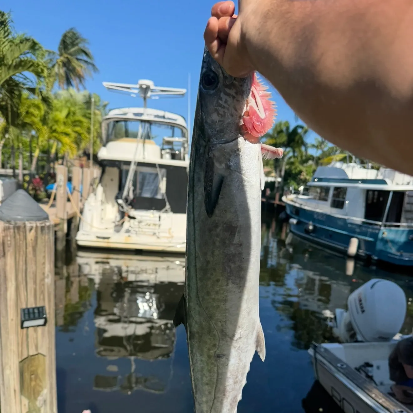 The most recent King mackerel catches on Fishbrain