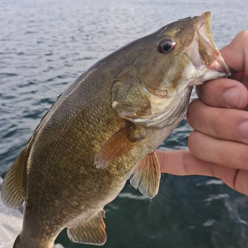 Smallmouth bass caught on Fishbrain