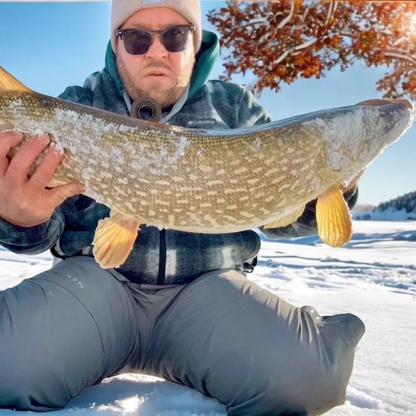 The most recent Northern pike catches on Fishbrain