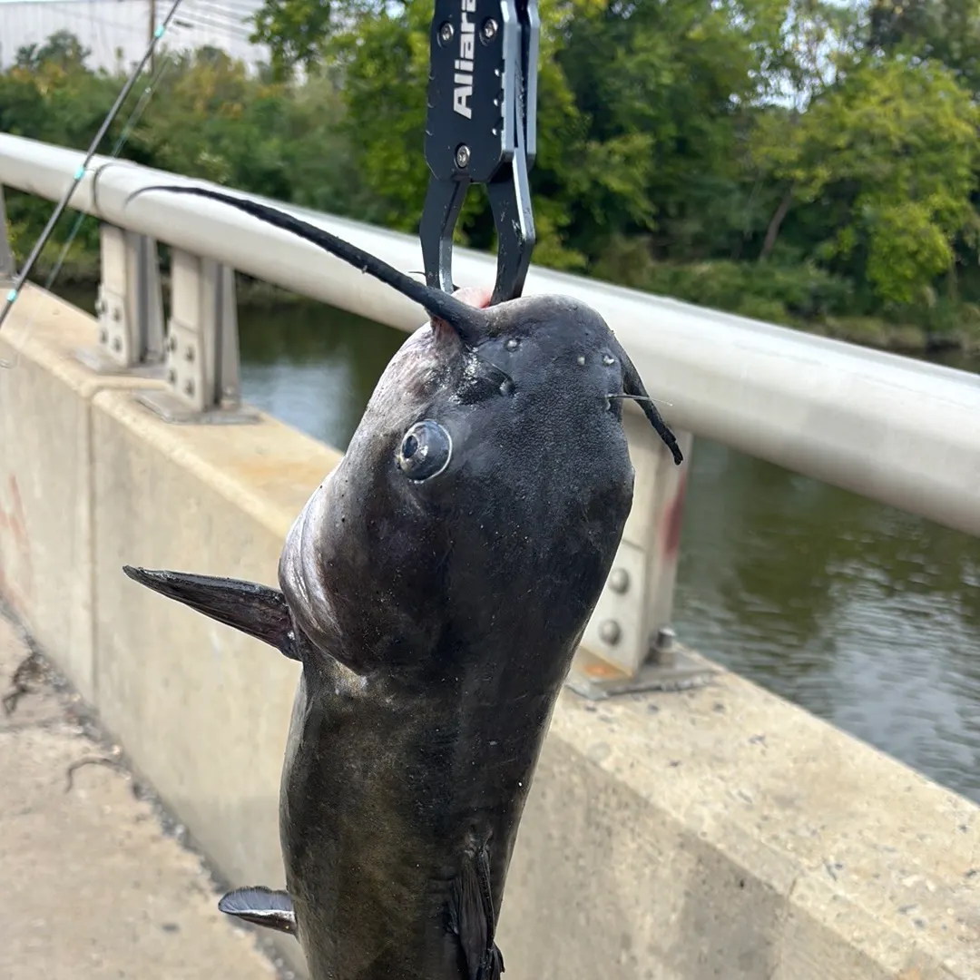 Channel catfish caught on Fishbrain