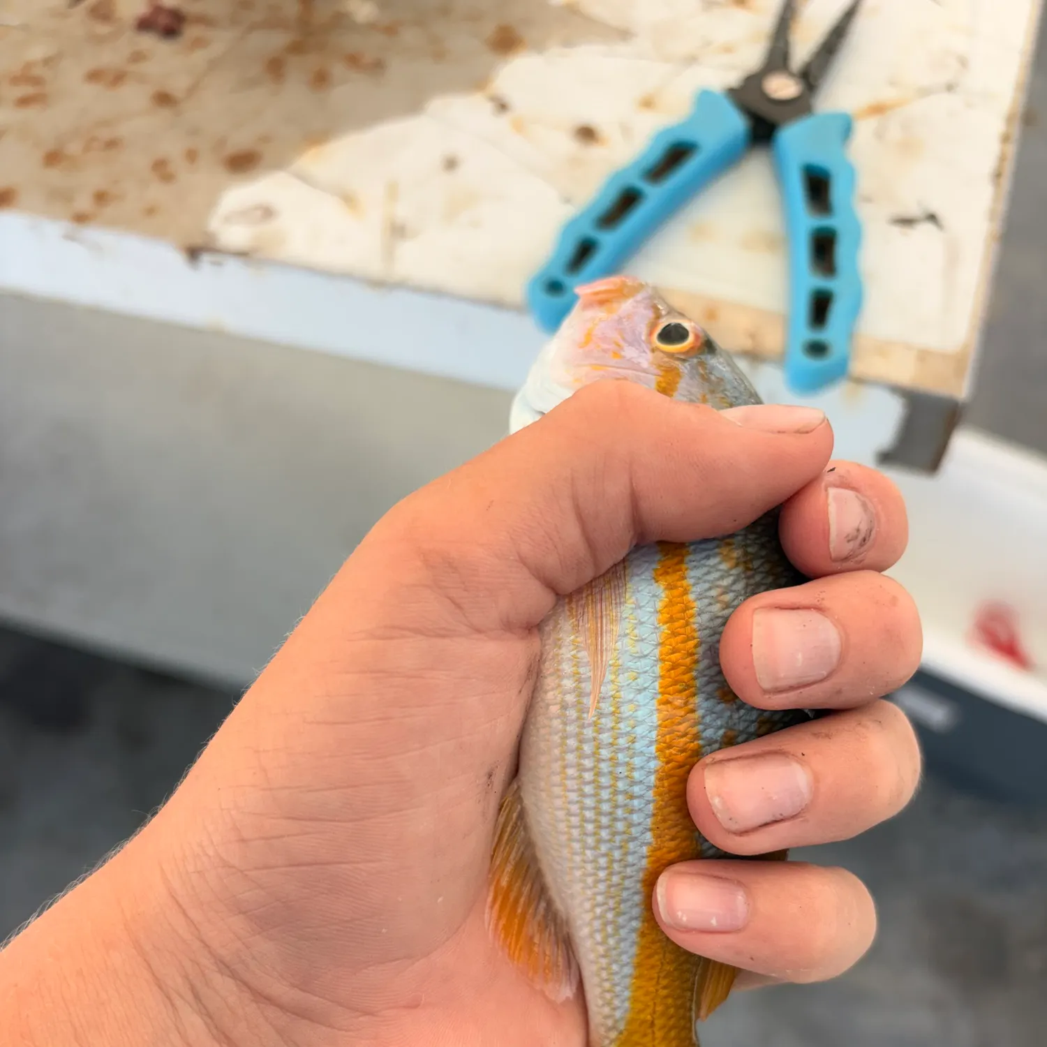 The most recent Yellowtail snapper catches on Fishbrain