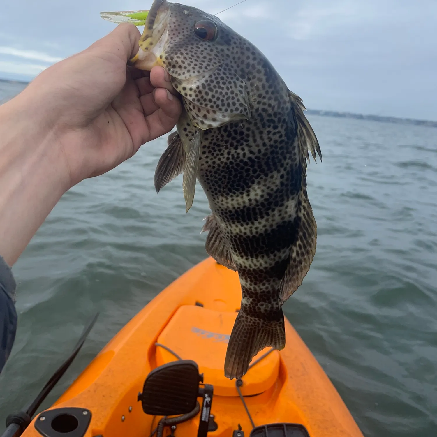 The most recent Spotted sand bass catches on Fishbrain