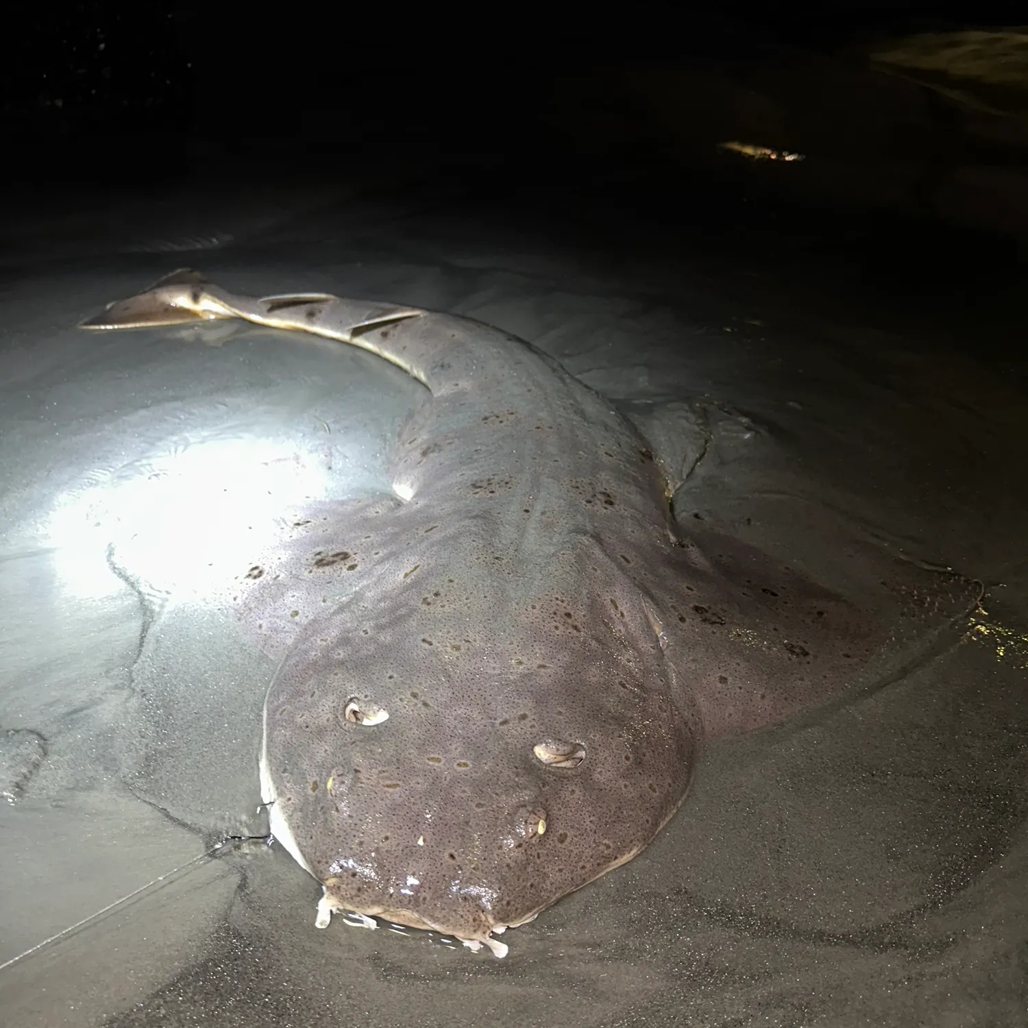 The most recent Pacific angelshark catches on Fishbrain