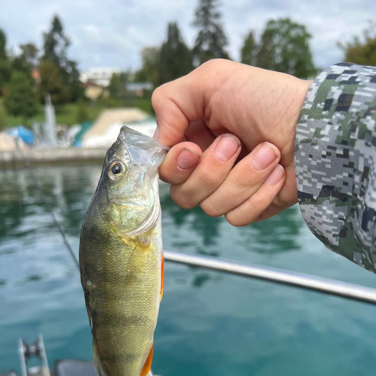European perch caught on Fishbrain