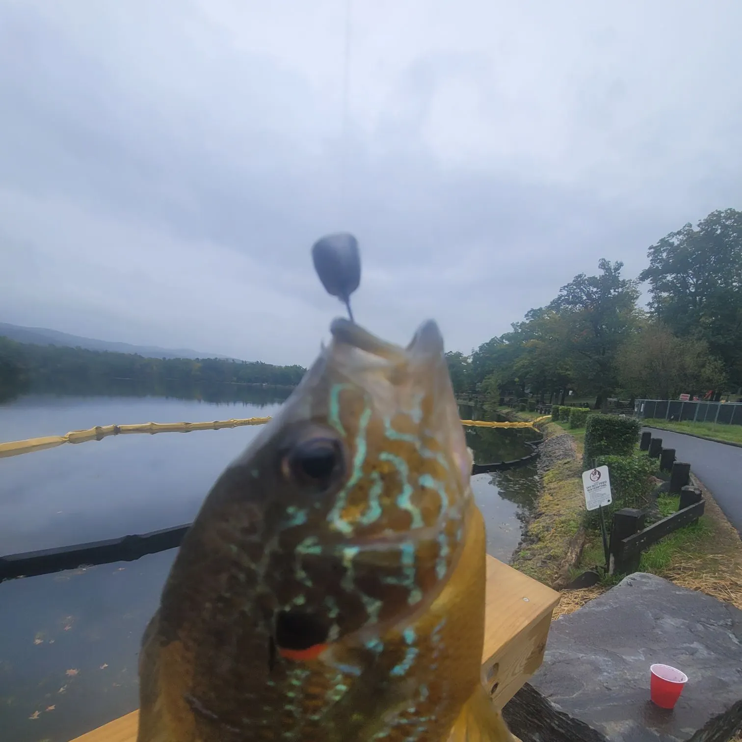 Pumpkinseed caught on Fishbrain