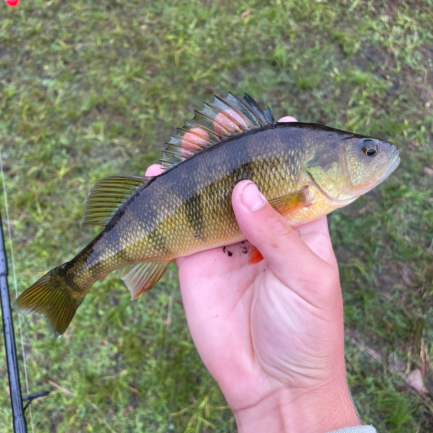 Yellow perch caught on Fishbrain