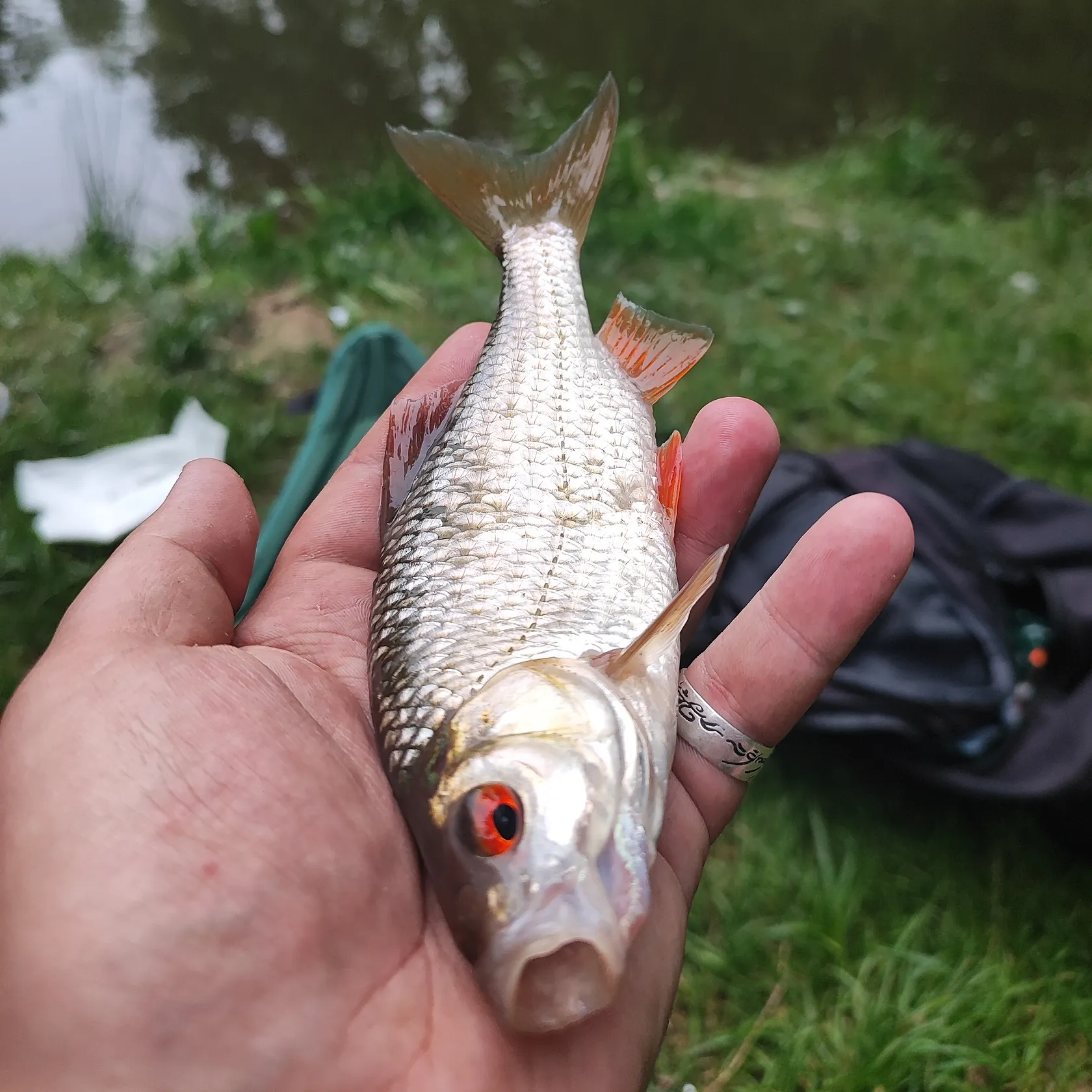 most liked catch image