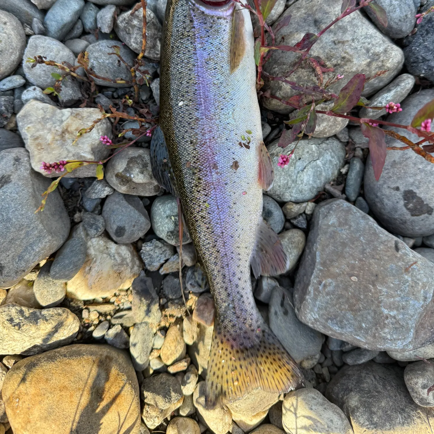 Rainbow trout caught on Fishbrain