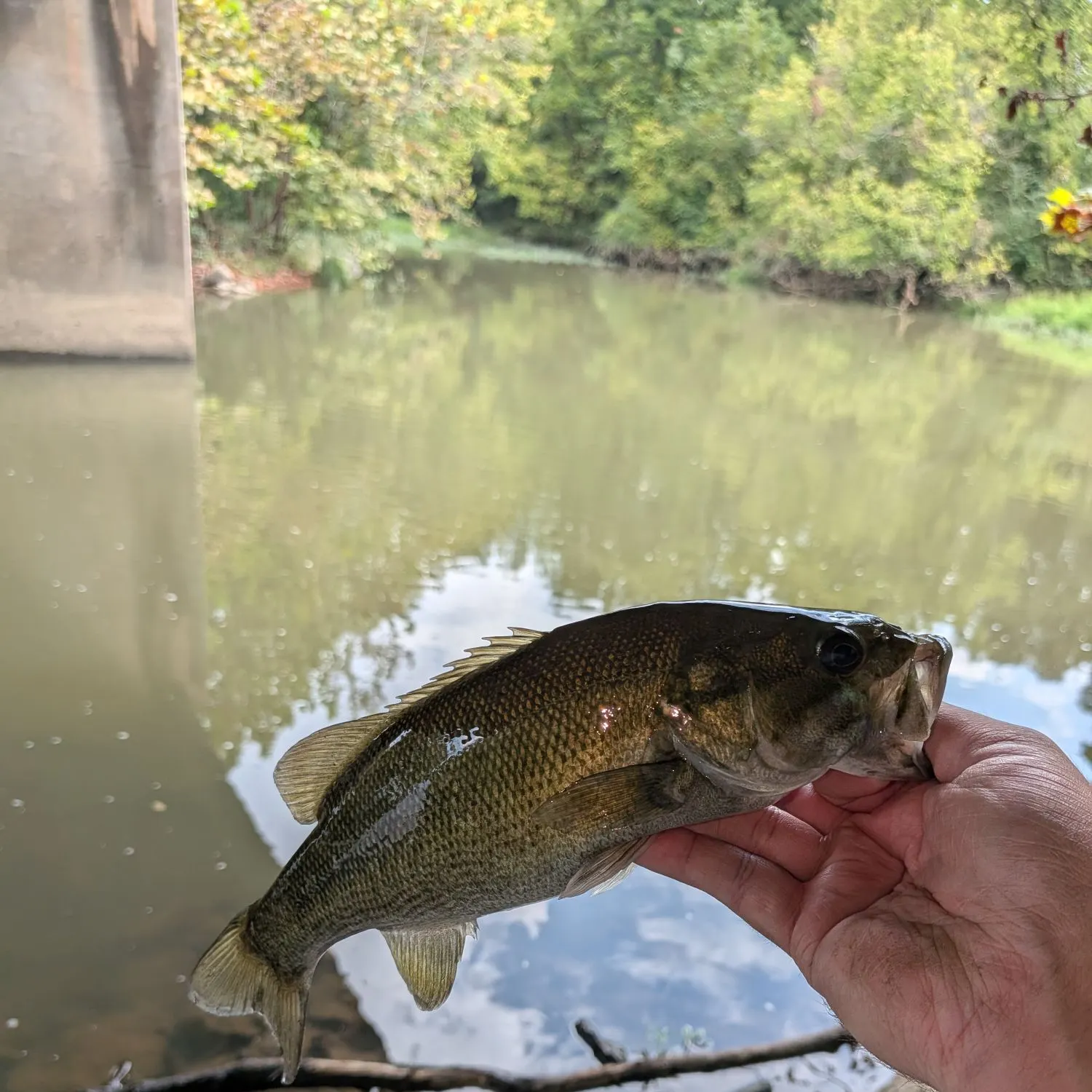 Smallmouth bass caught on Fishbrain