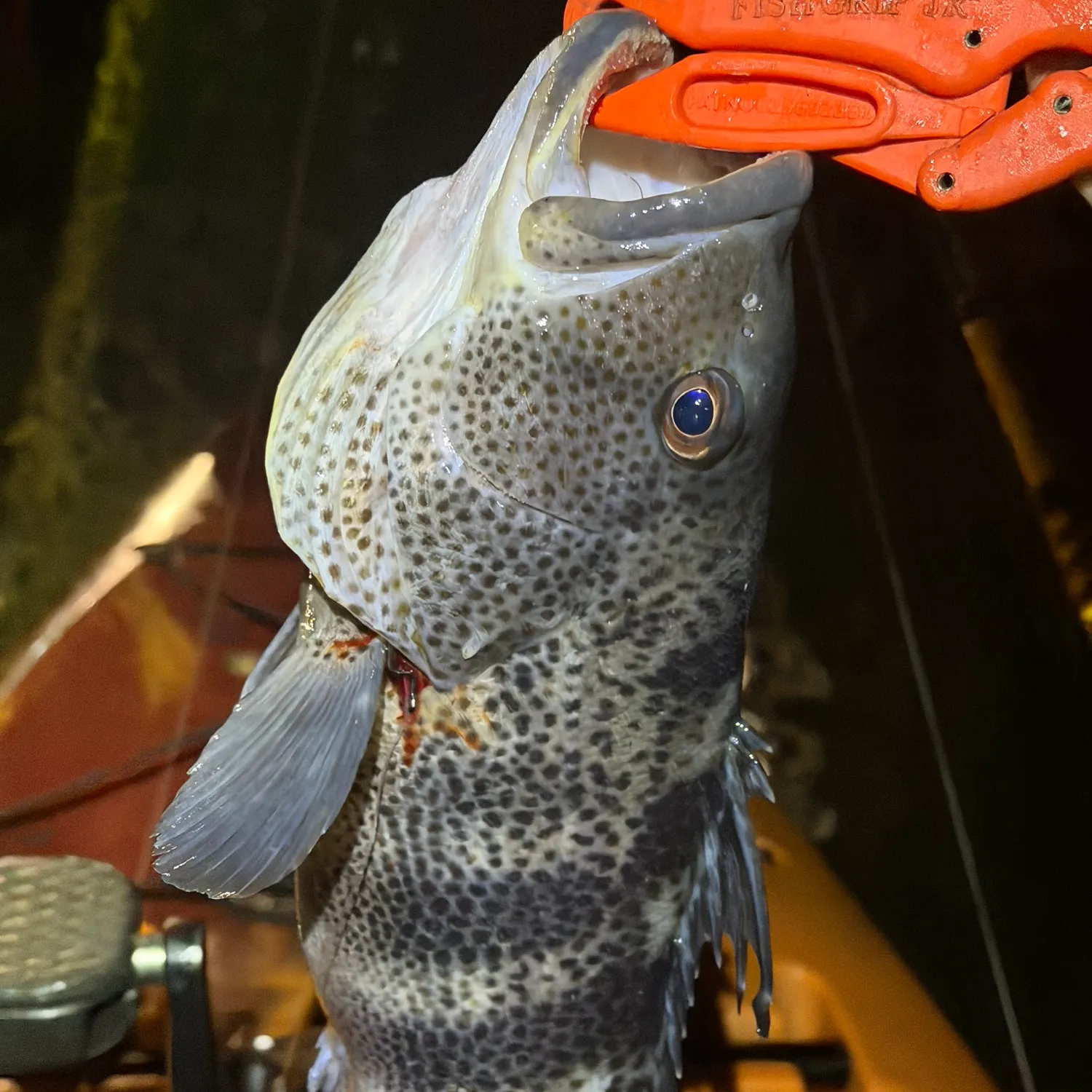 Spotted sand bass caught on Fishbrain
