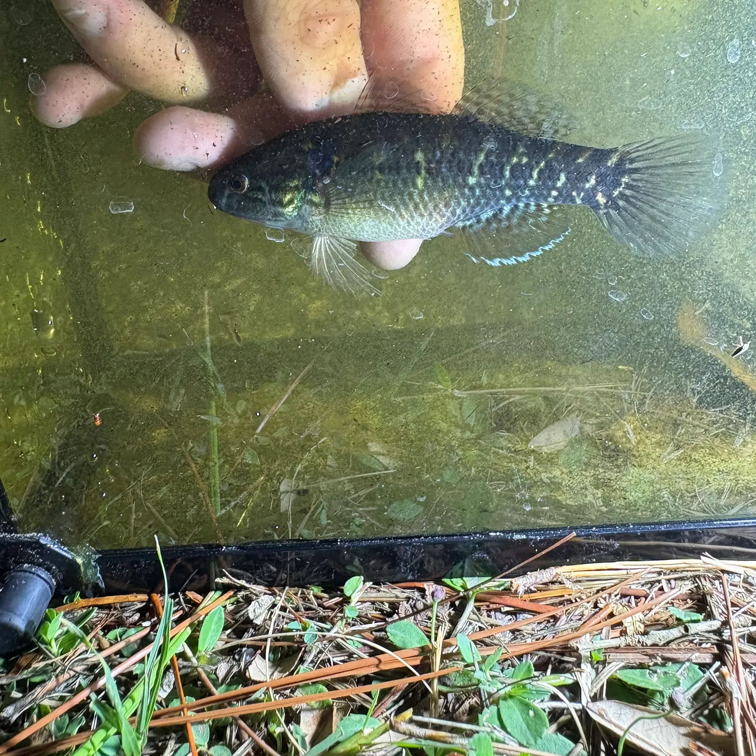 The most recent Fat Sleeper catches on Fishbrain