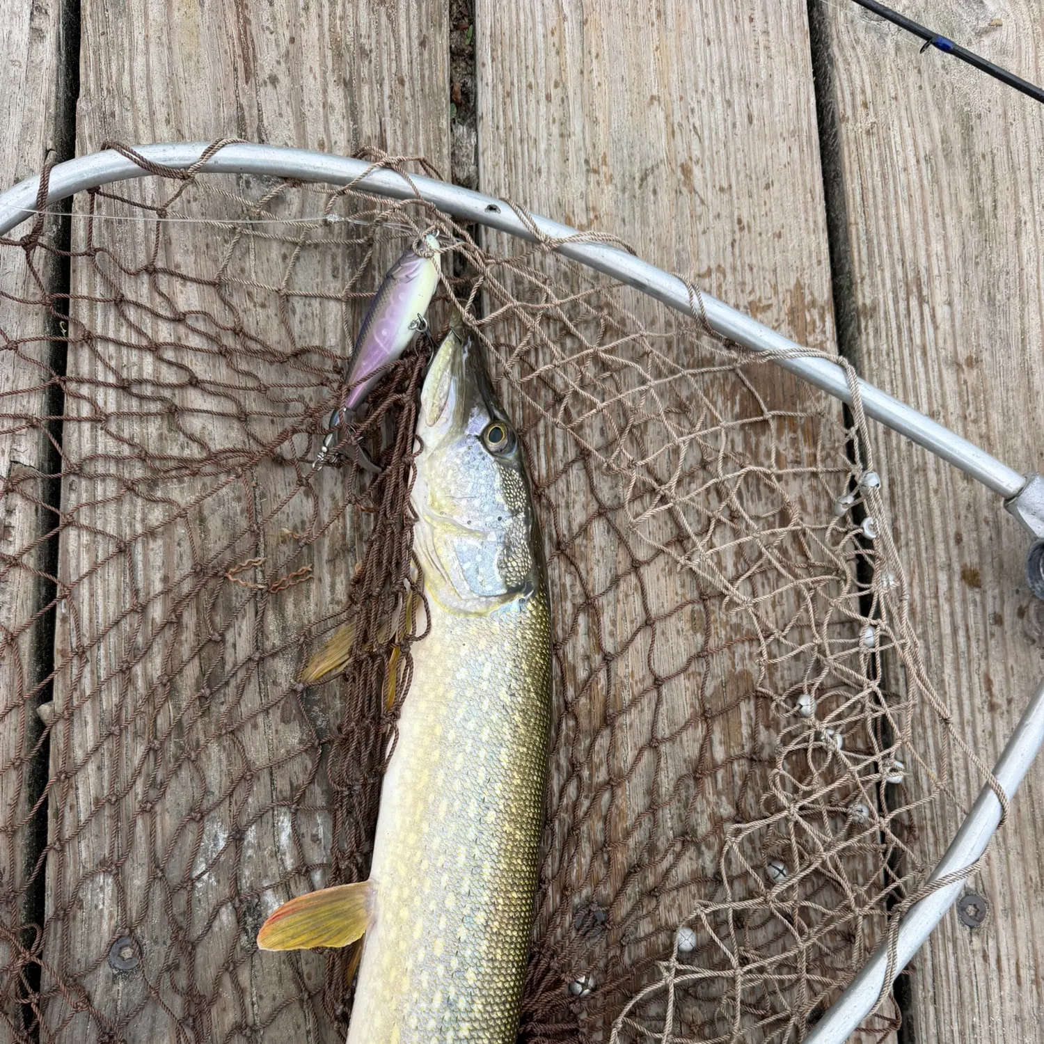 Northern pike caught on Fishbrain