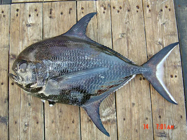 Sickle pomfret