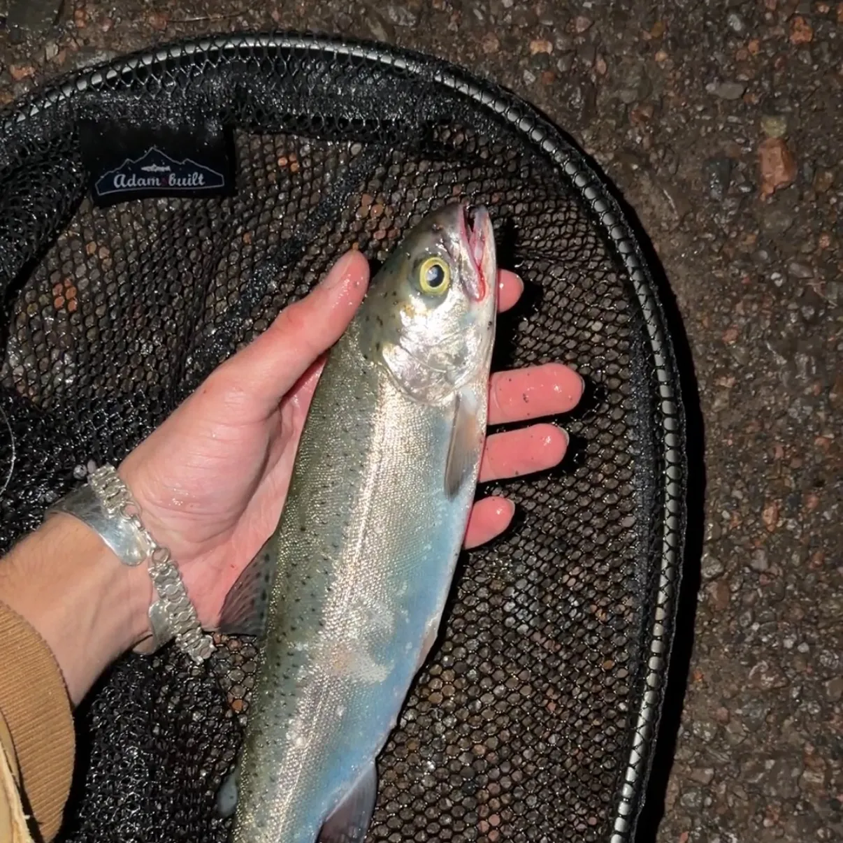 Rainbow trout caught on Fishbrain
