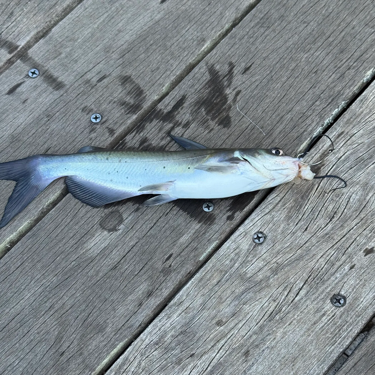 Channel catfish caught on Fishbrain