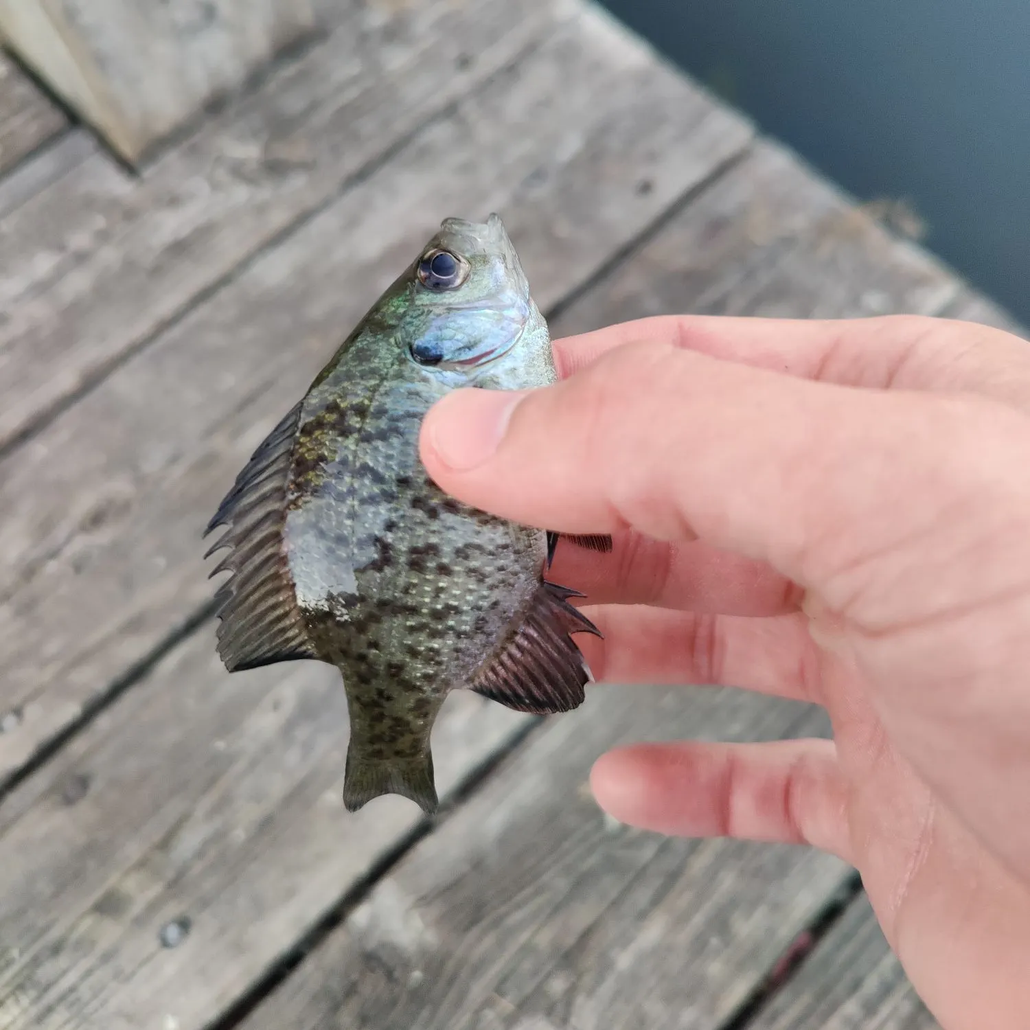 Bluegill caught on Fishbrain
