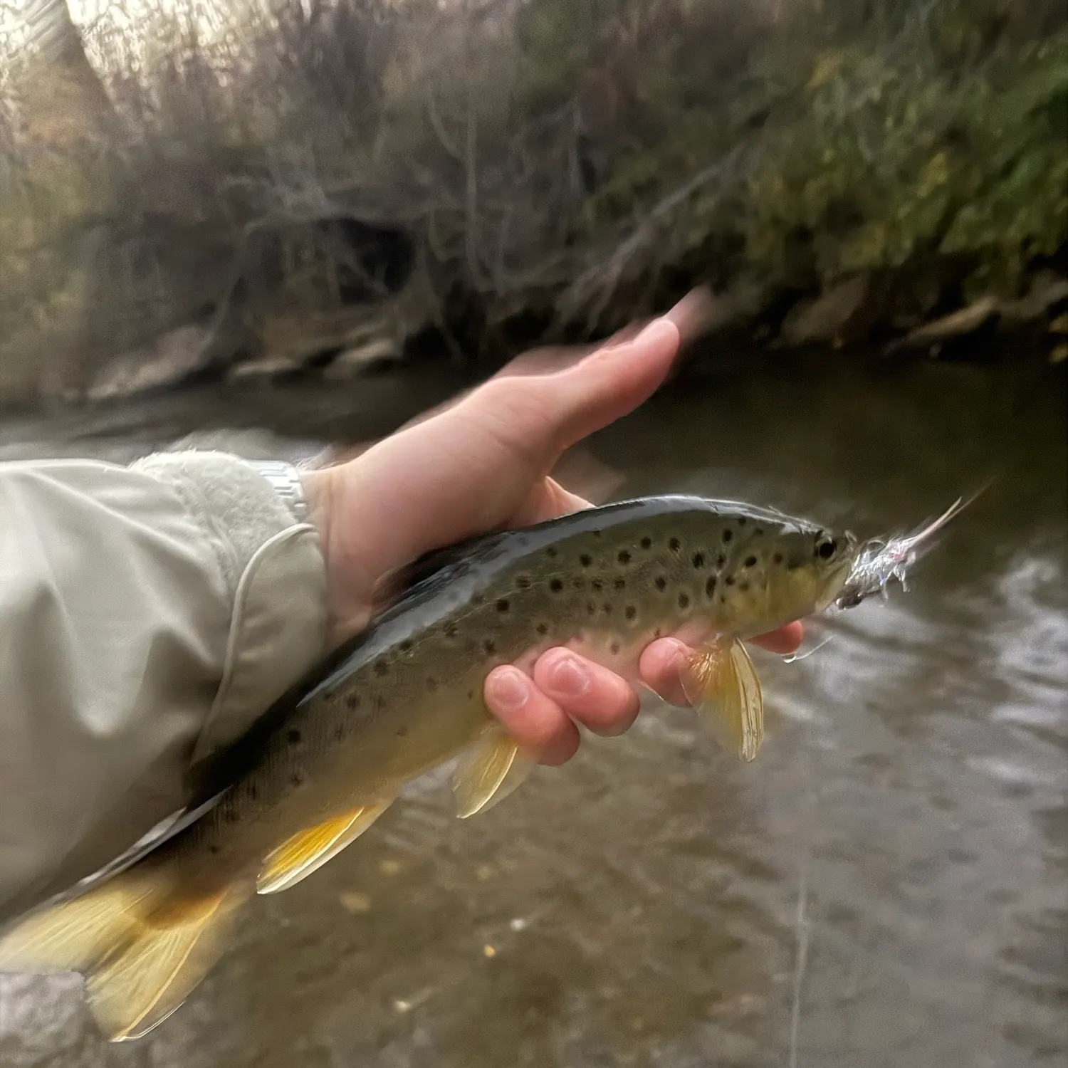 Brown trout caught on Fishbrain