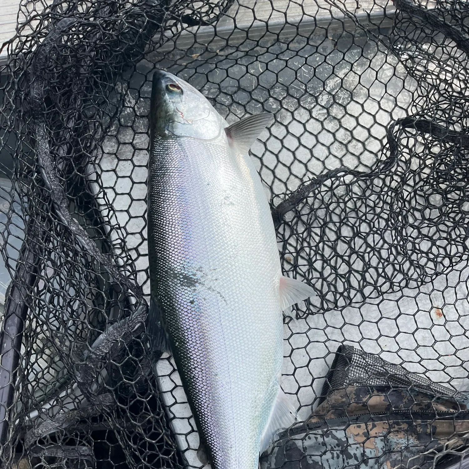 The most recent Kokanee salmon catches on Fishbrain