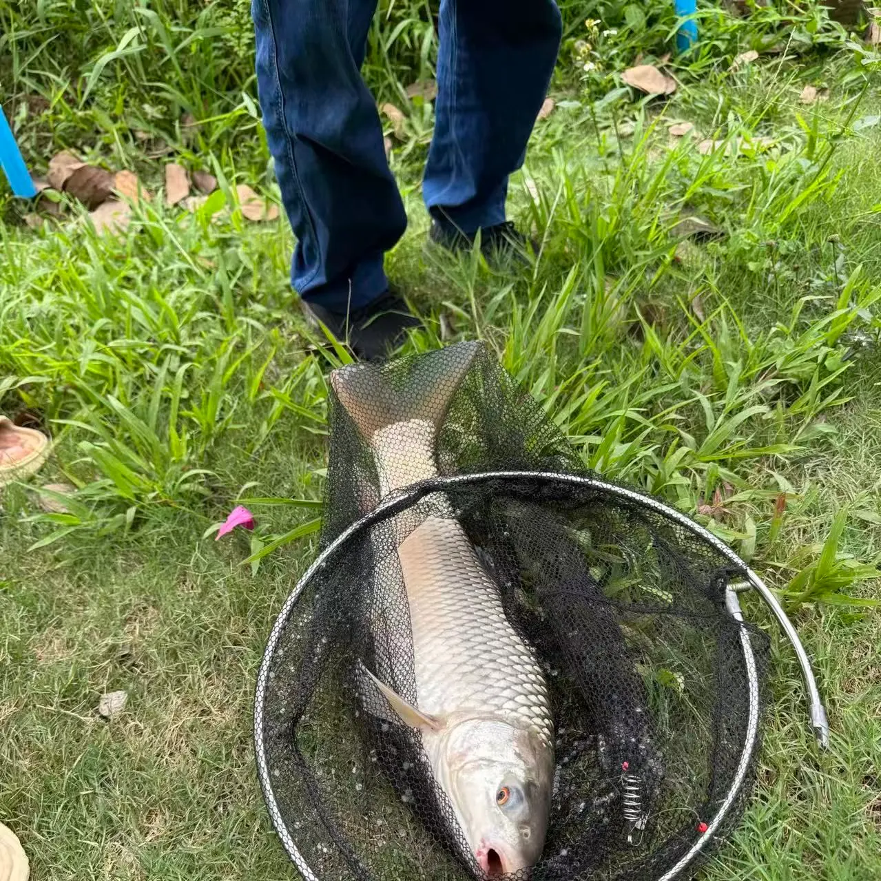 The most recent Mrigal carp catches on Fishbrain