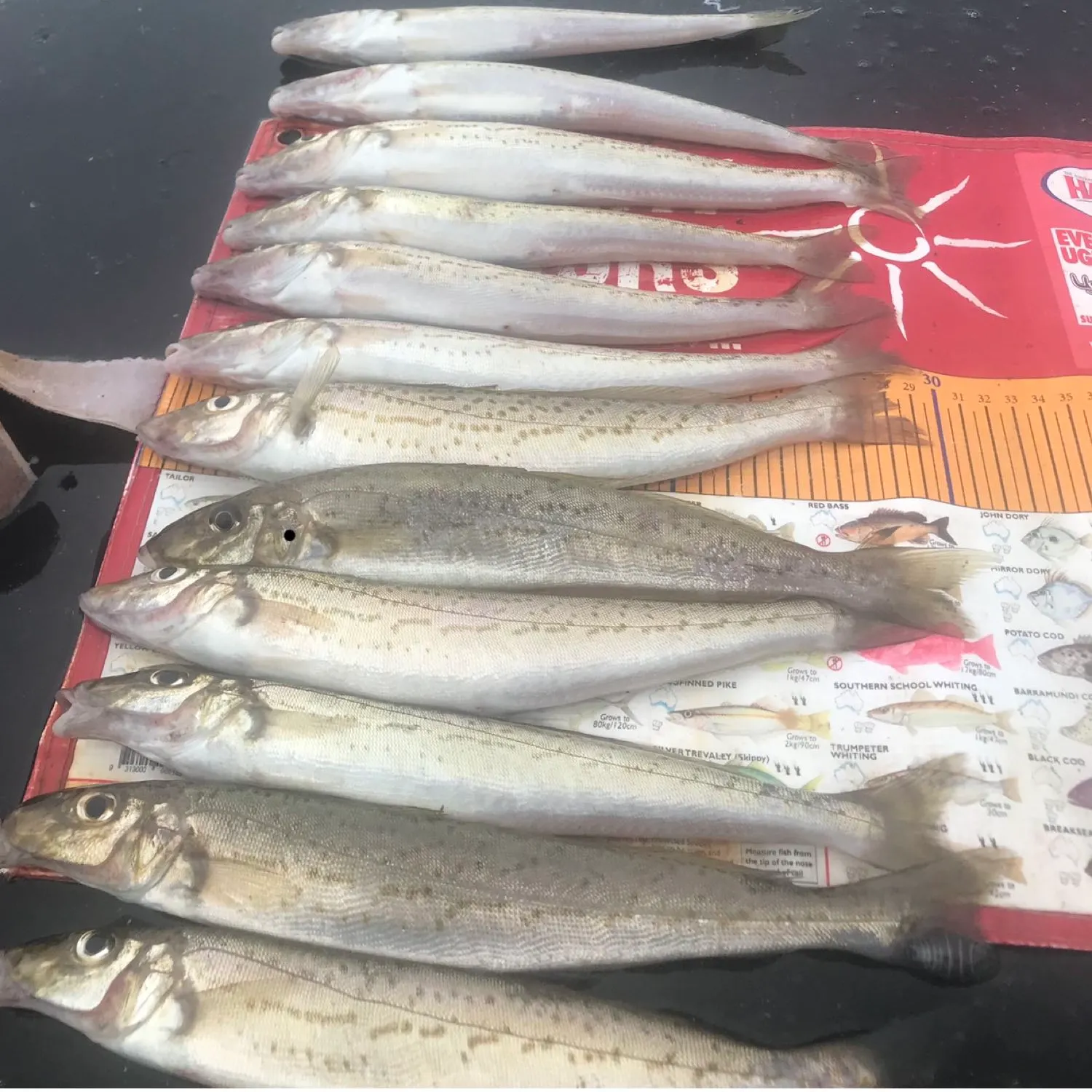 recently logged catches