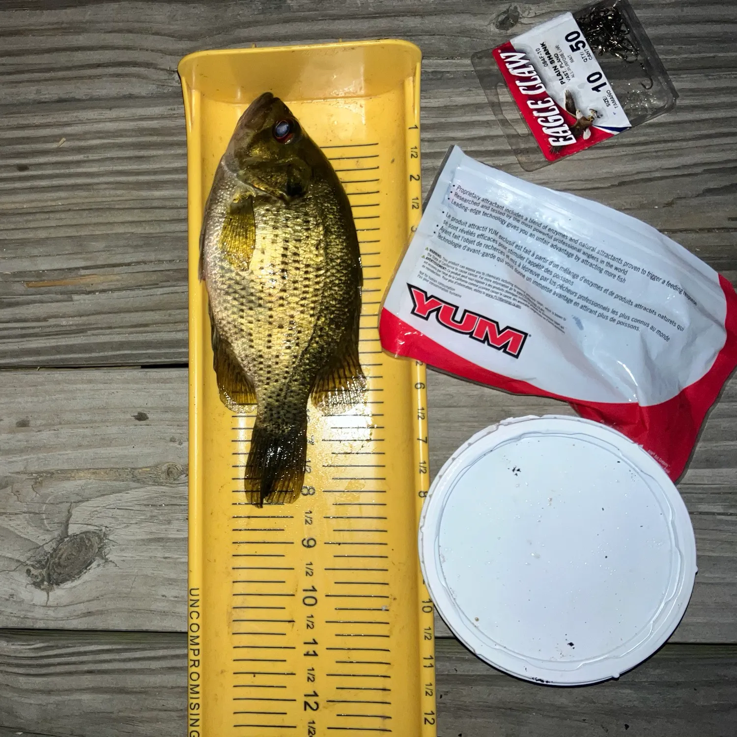 Rock bass caught on Fishbrain