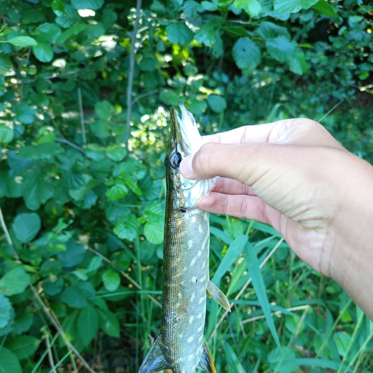 catch