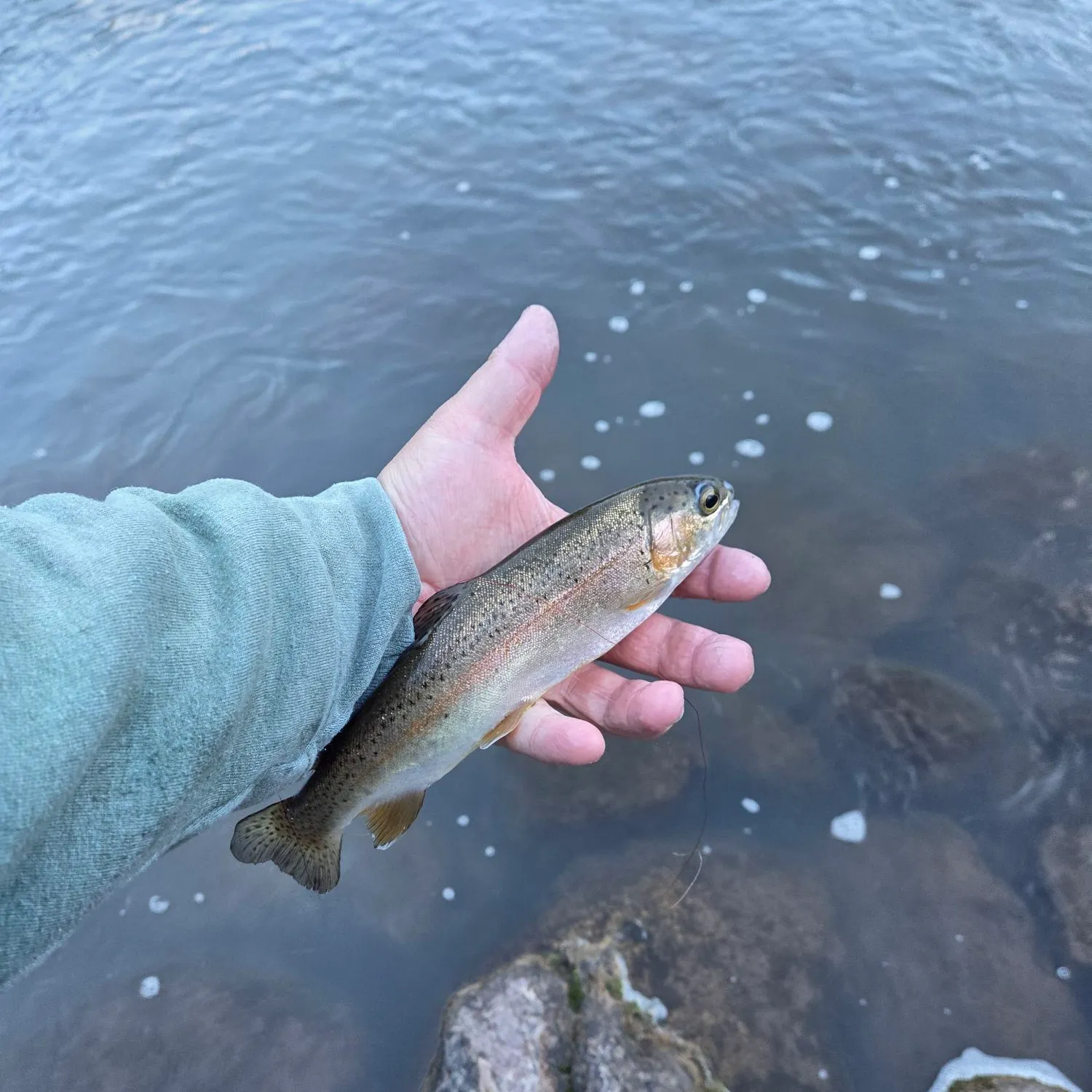 Rainbow trout caught on Fishbrain