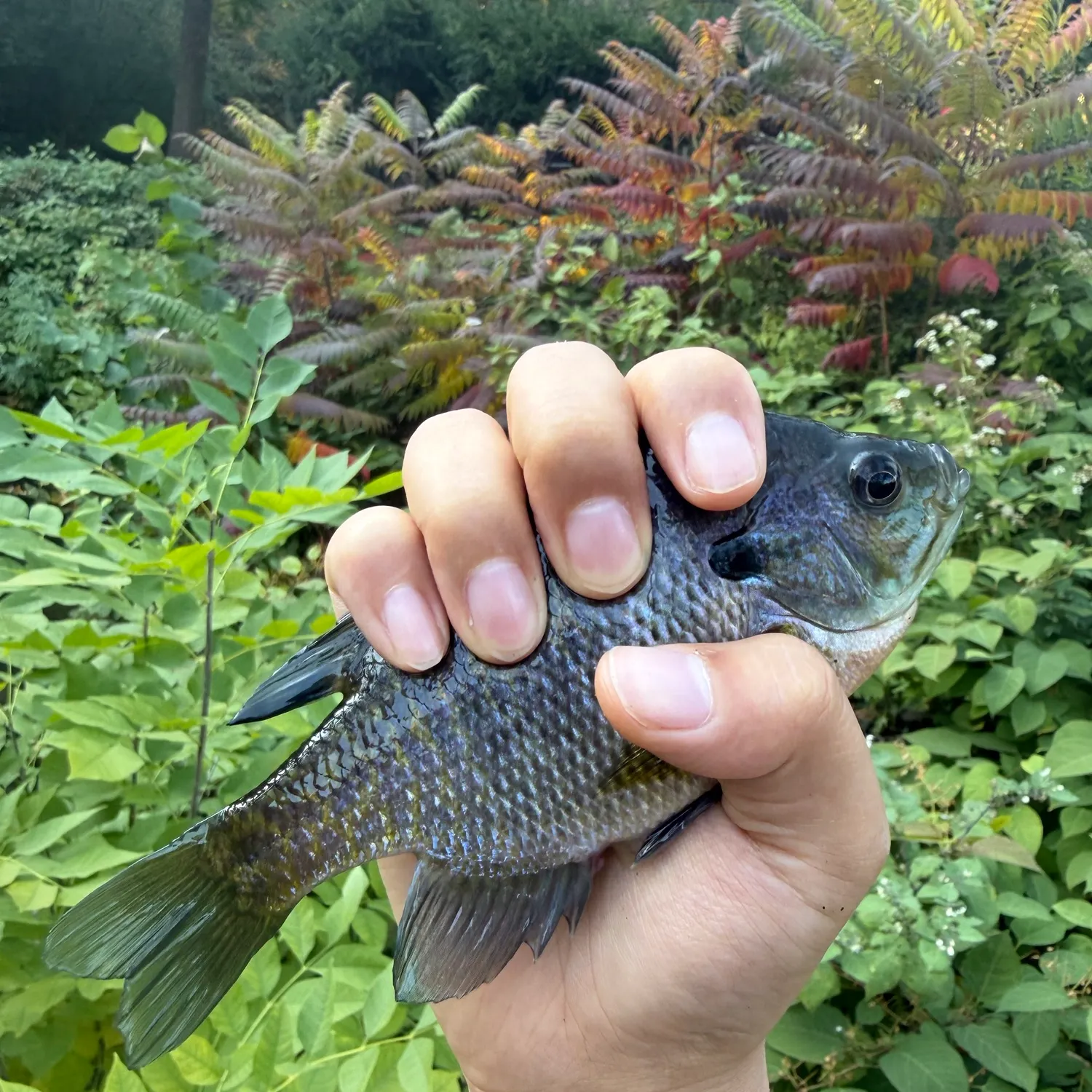 Bluegill caught on Fishbrain