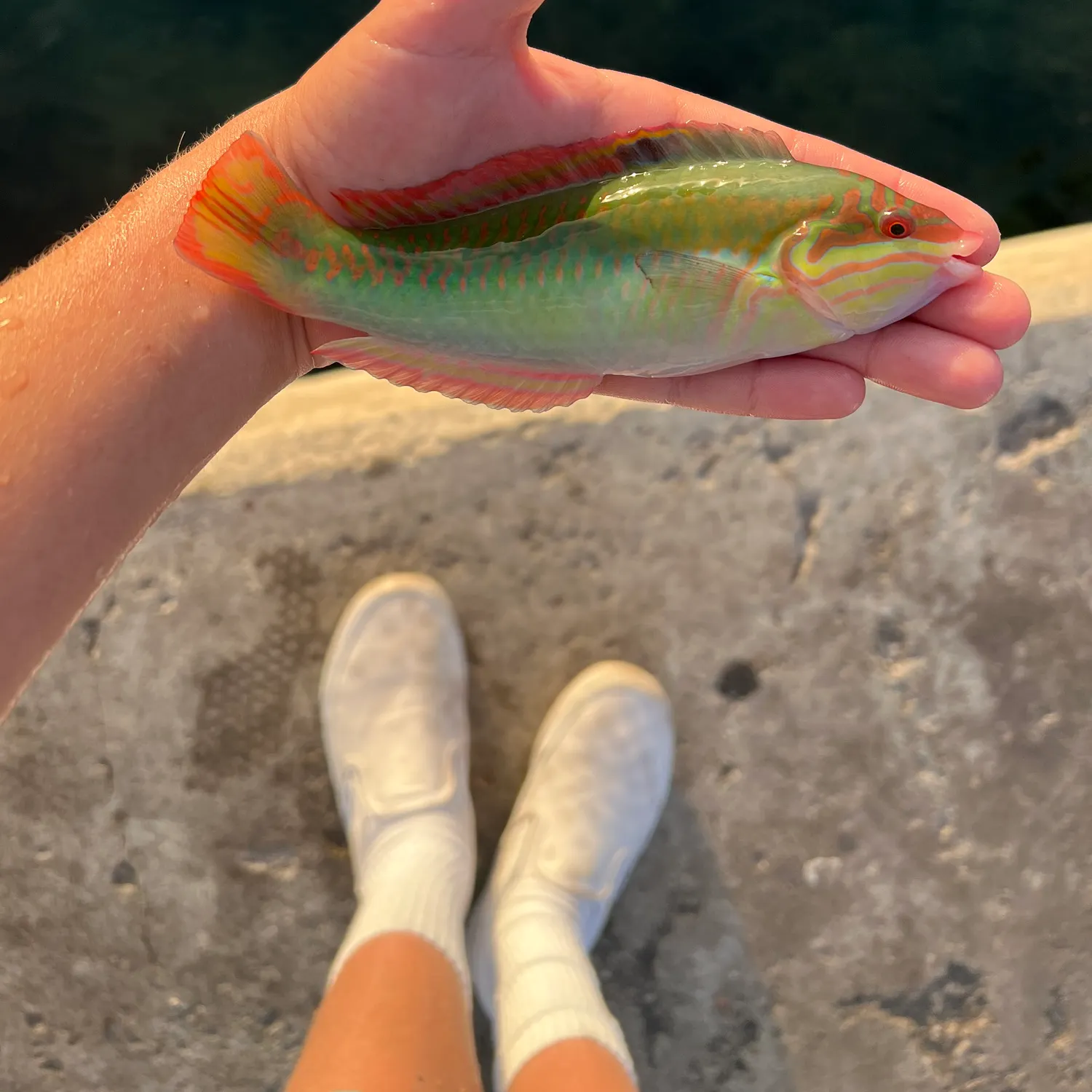 The most recent Clown wrasse catches on Fishbrain