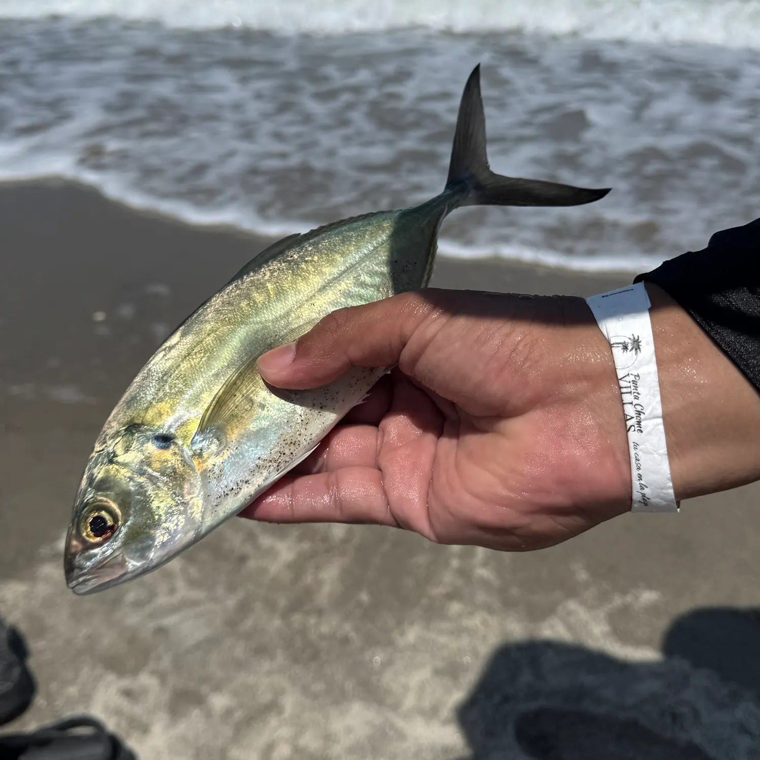 The most recent Bluefin trevally catches on Fishbrain