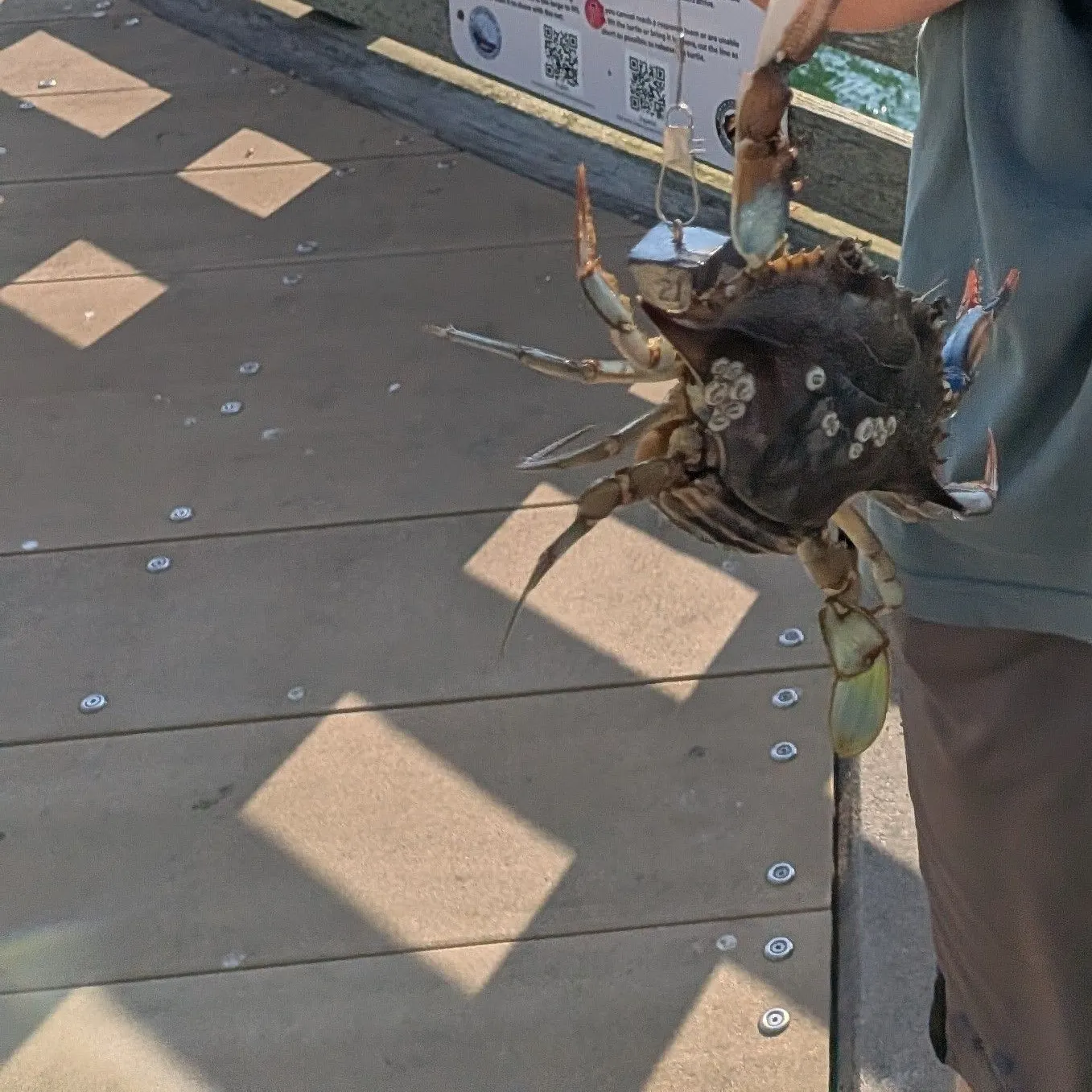 The most recent Blue crab catches on Fishbrain