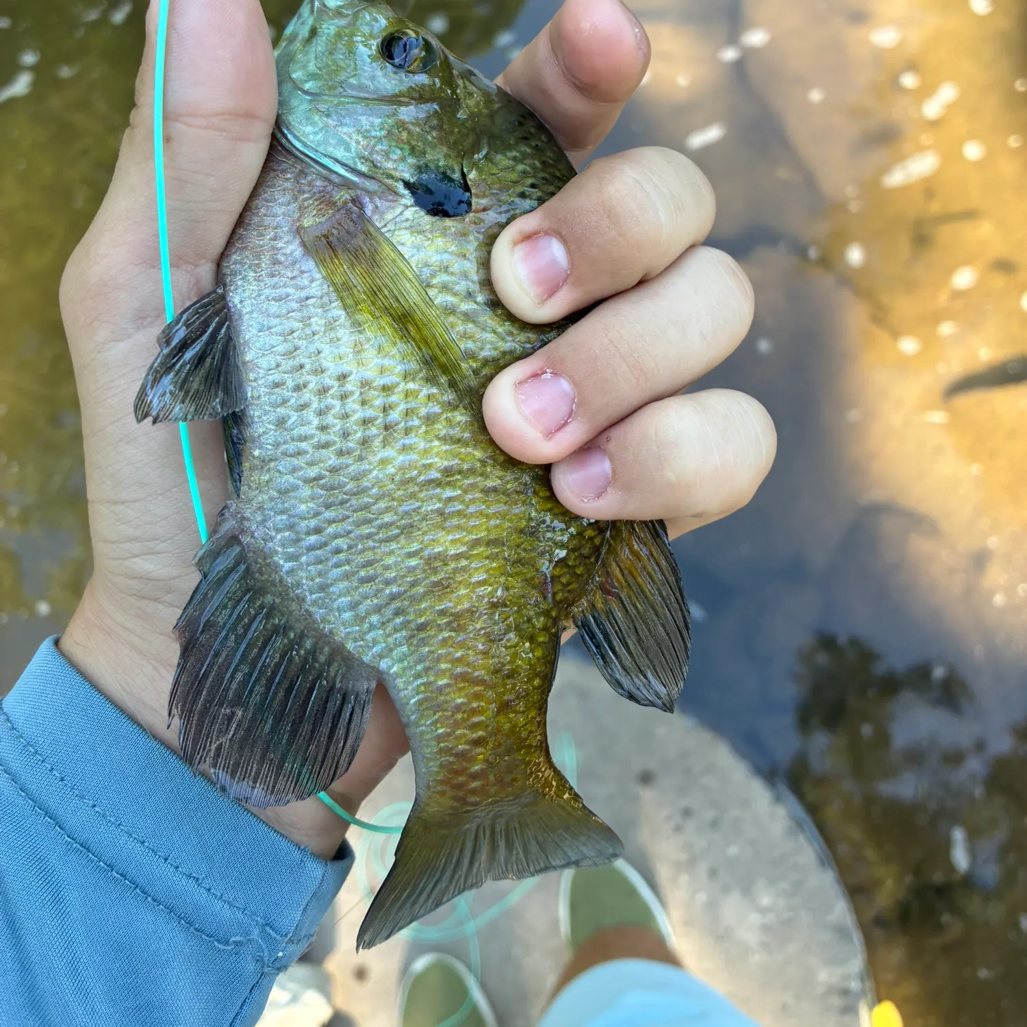 Bluegill caught on Fishbrain