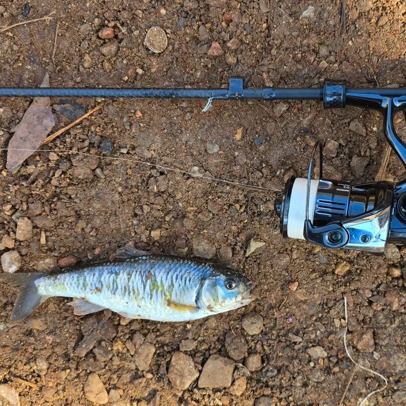 The most recent Common shiner catches on Fishbrain