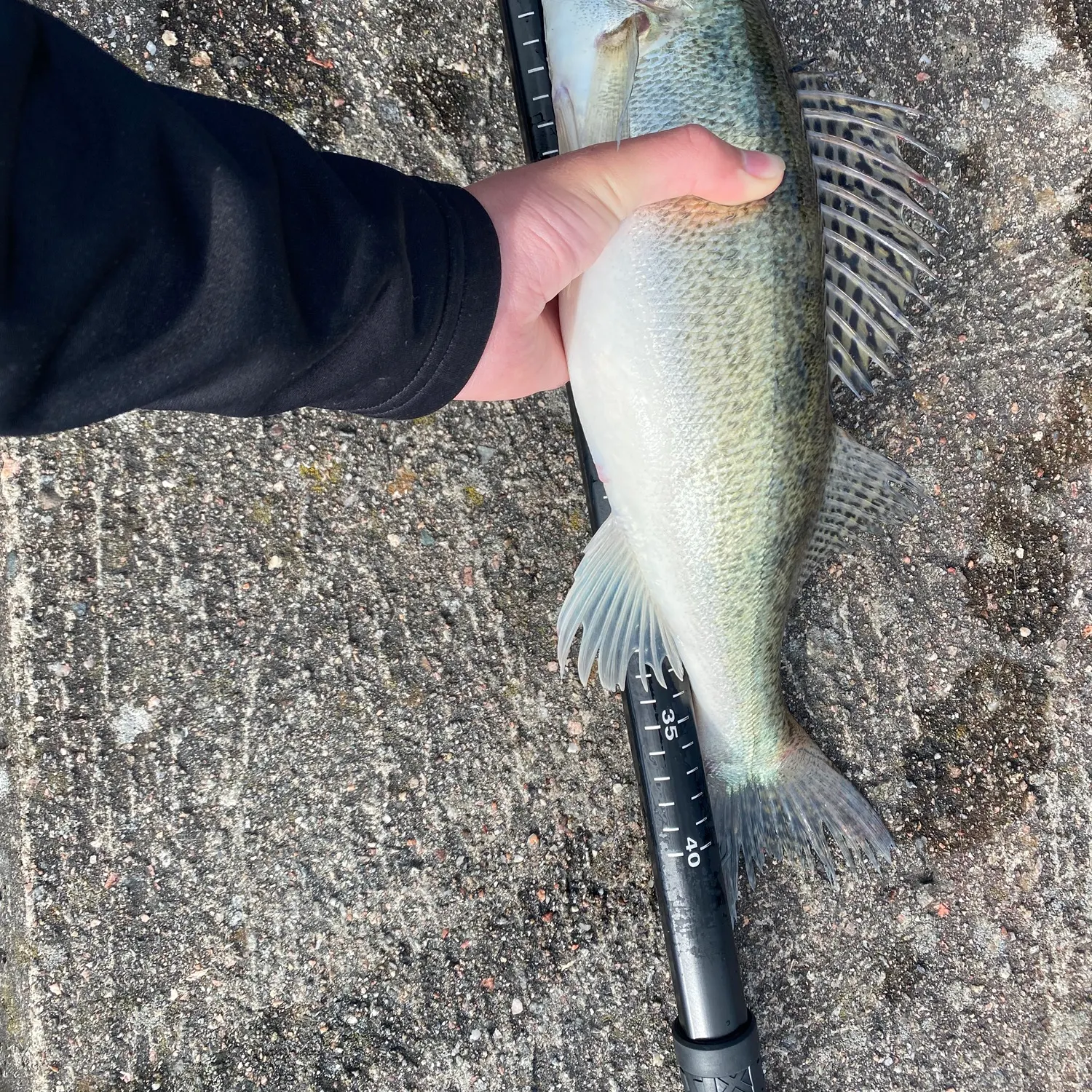 Zander caught on Fishbrain