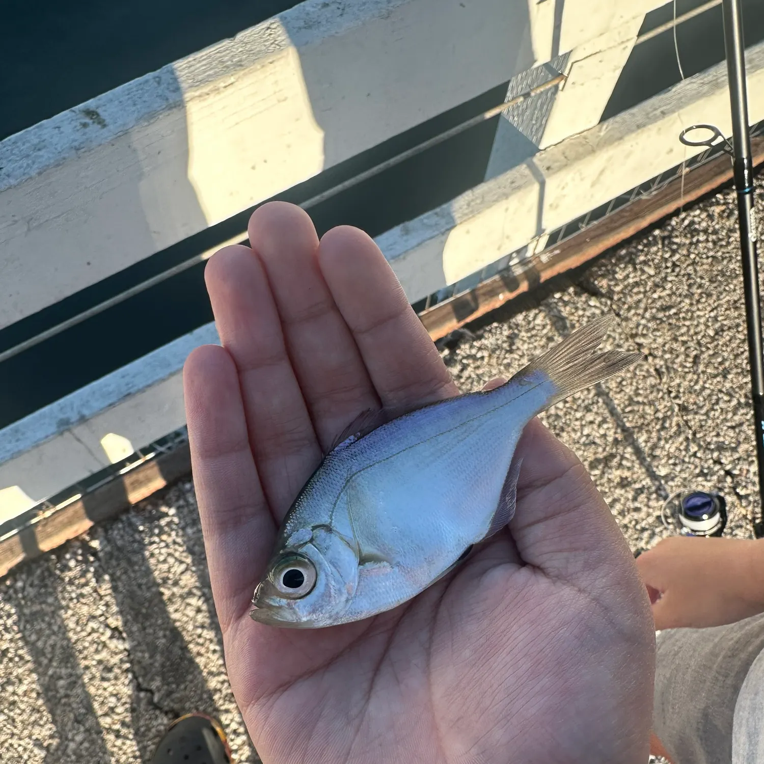 The most recent Common thresher catches on Fishbrain