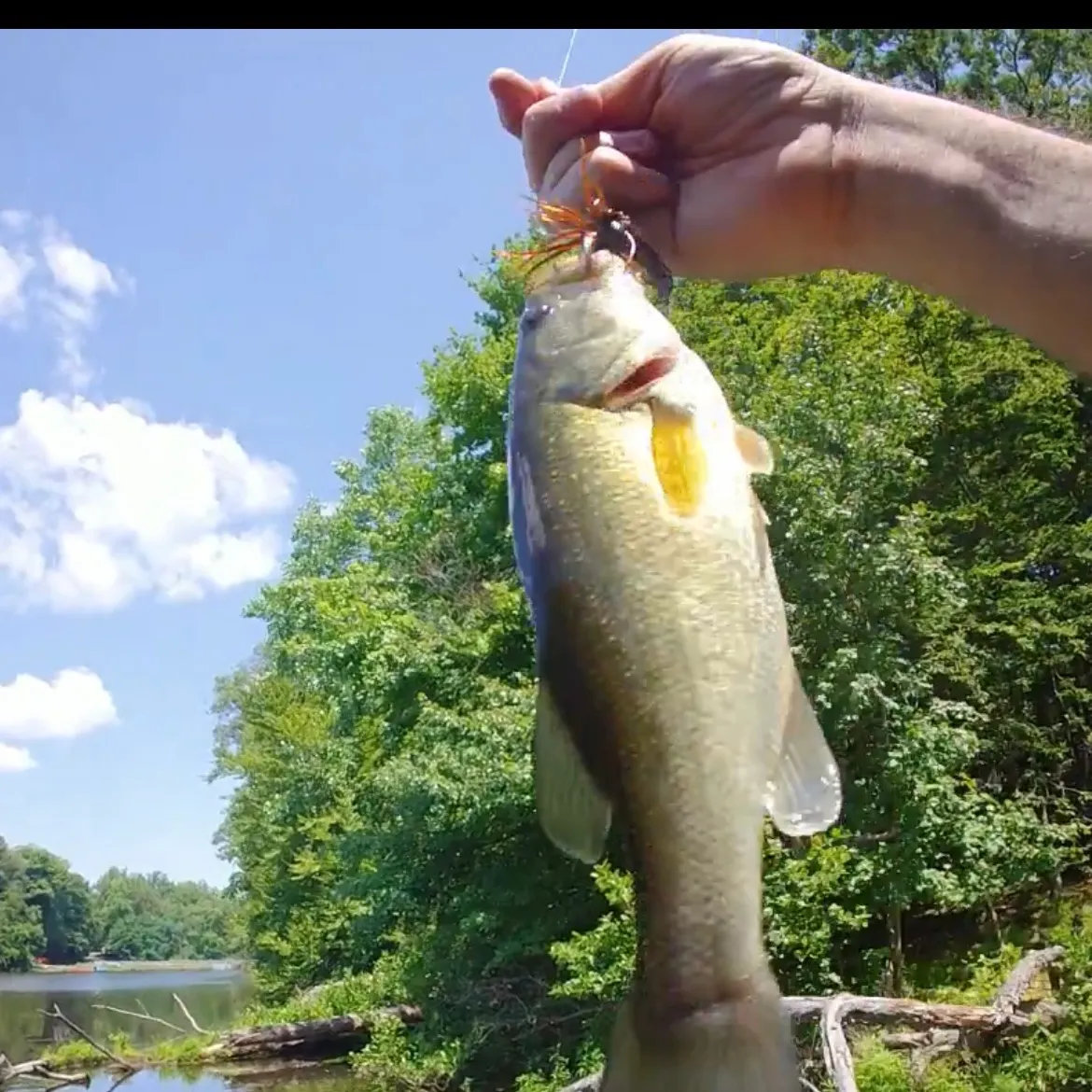Largemouth bass caught on Fishbrain