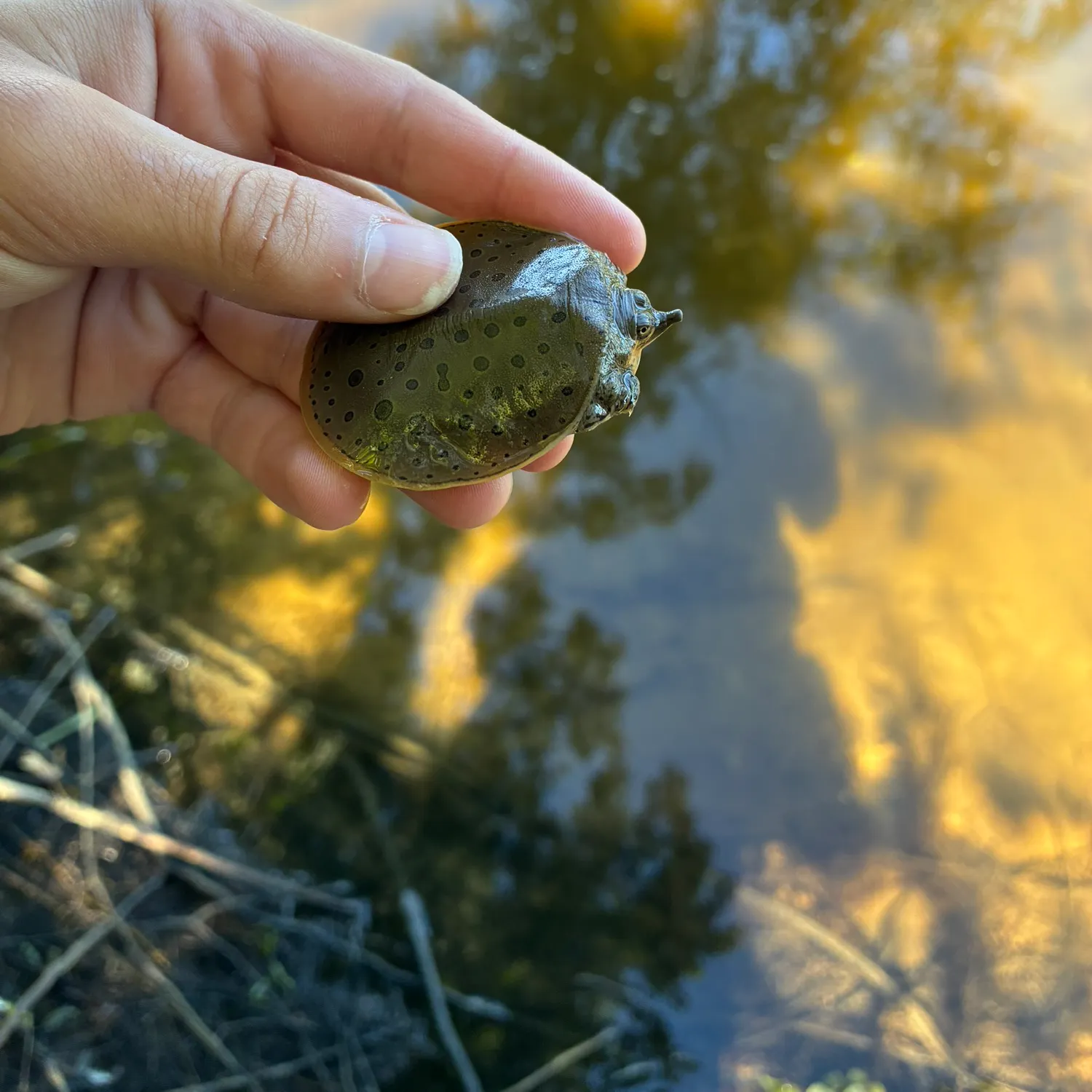 The most recent Spiny softshell turtle catches on Fishbrain