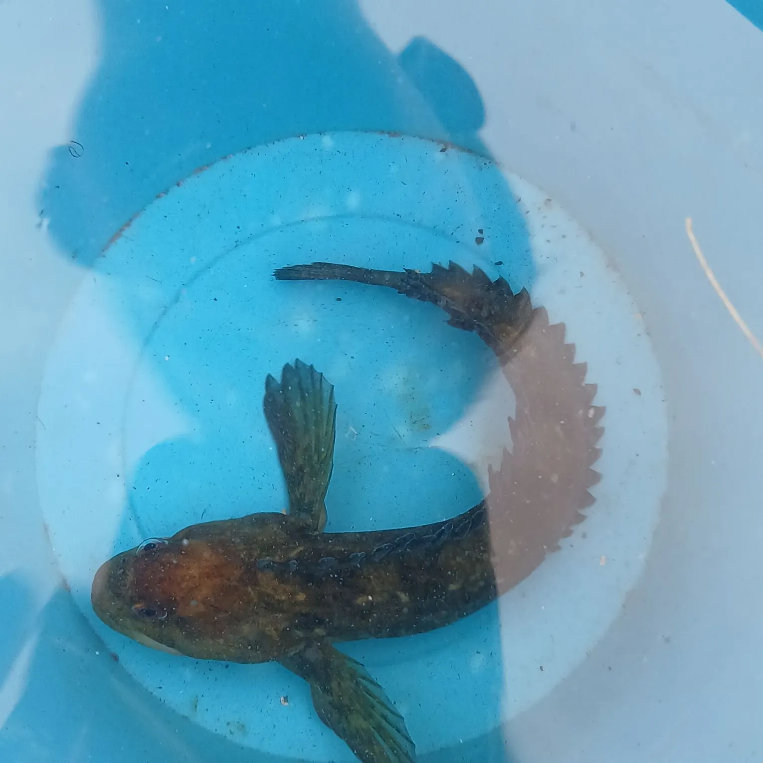 The most recent Giant goby catches on Fishbrain