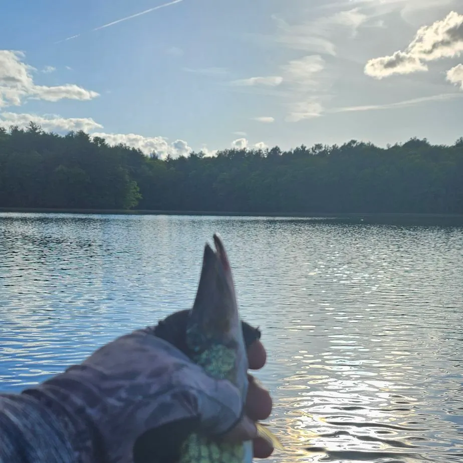 The most recent Common rudd catches on Fishbrain