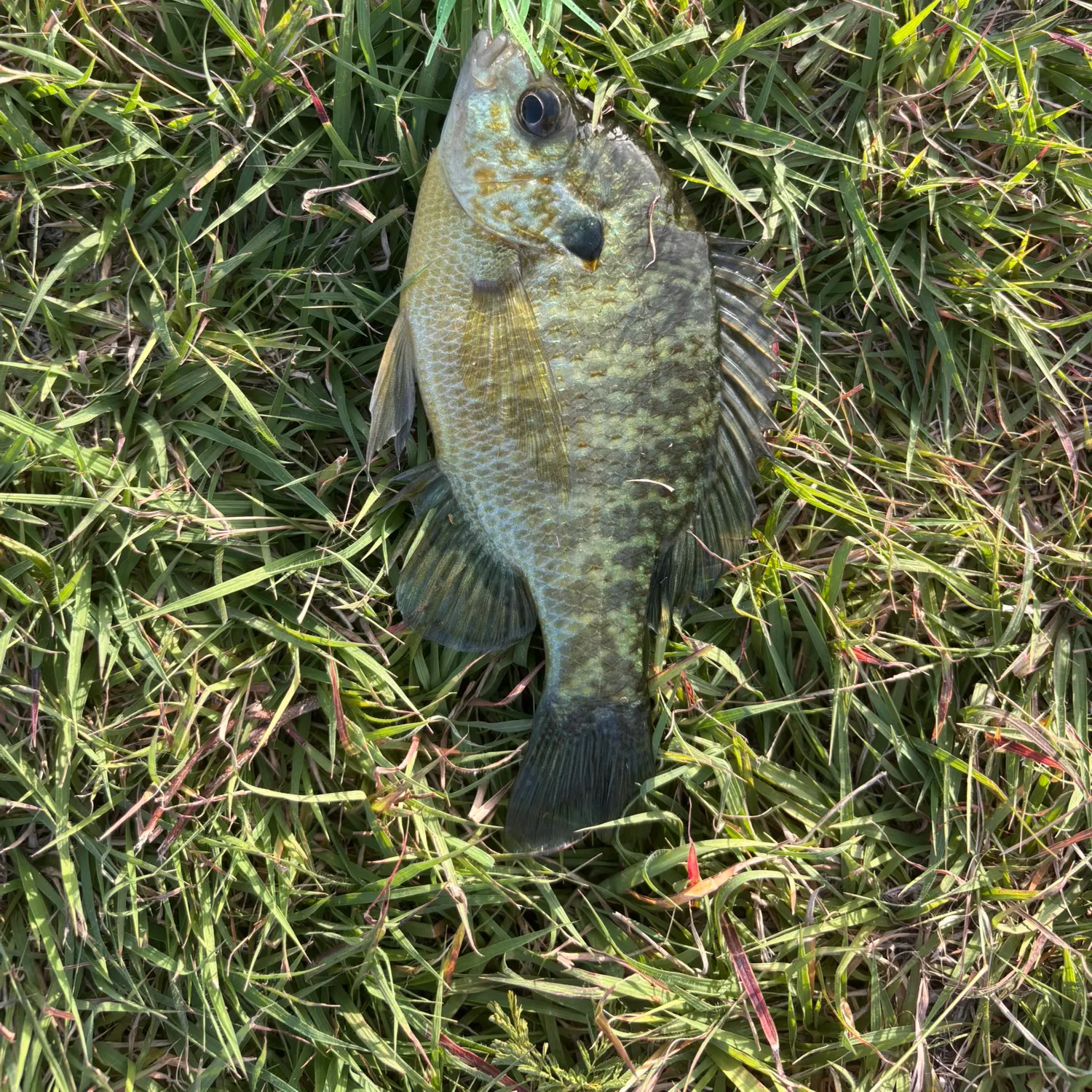 The most recent Redear x bluegill catches on Fishbrain