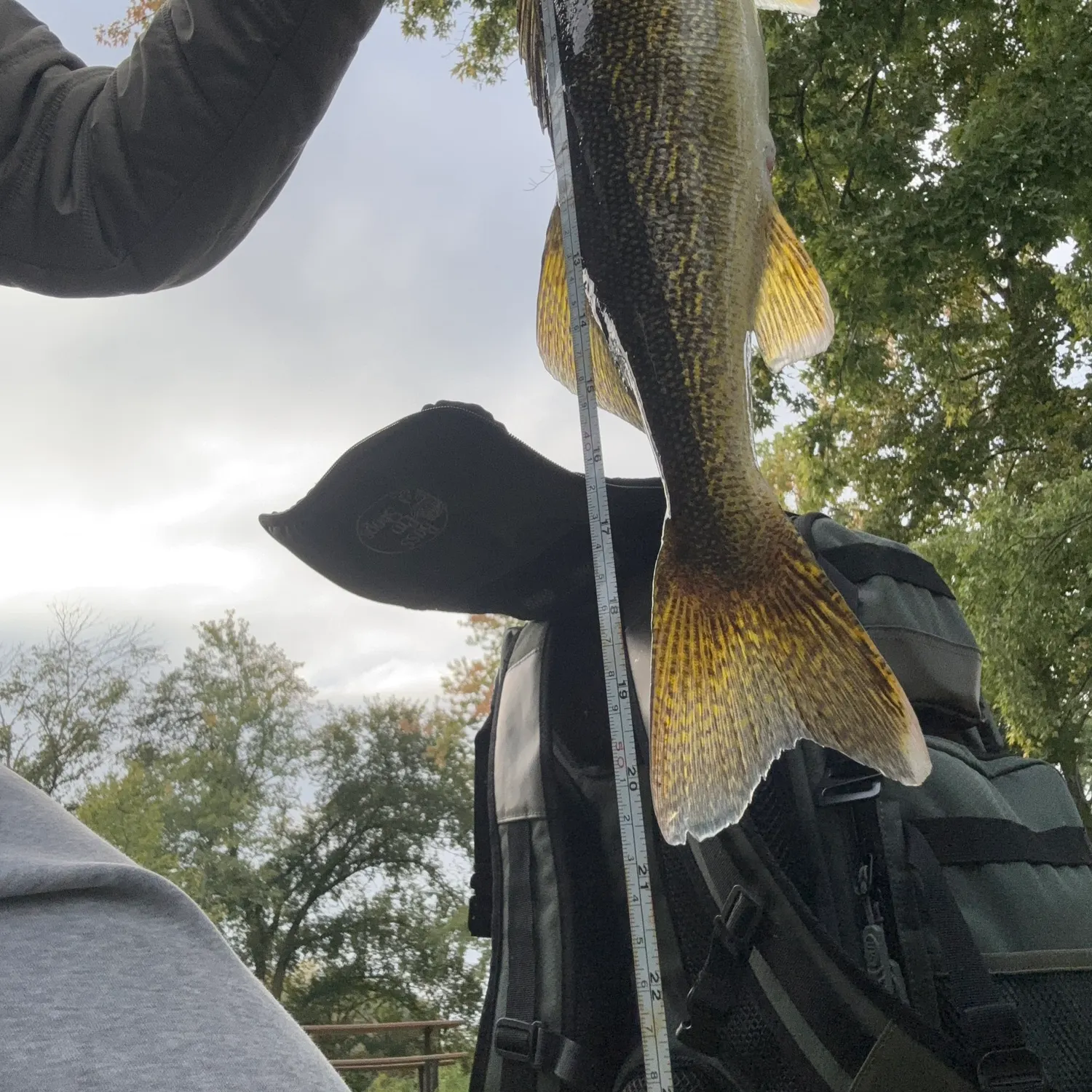 Walleye caught on Fishbrain