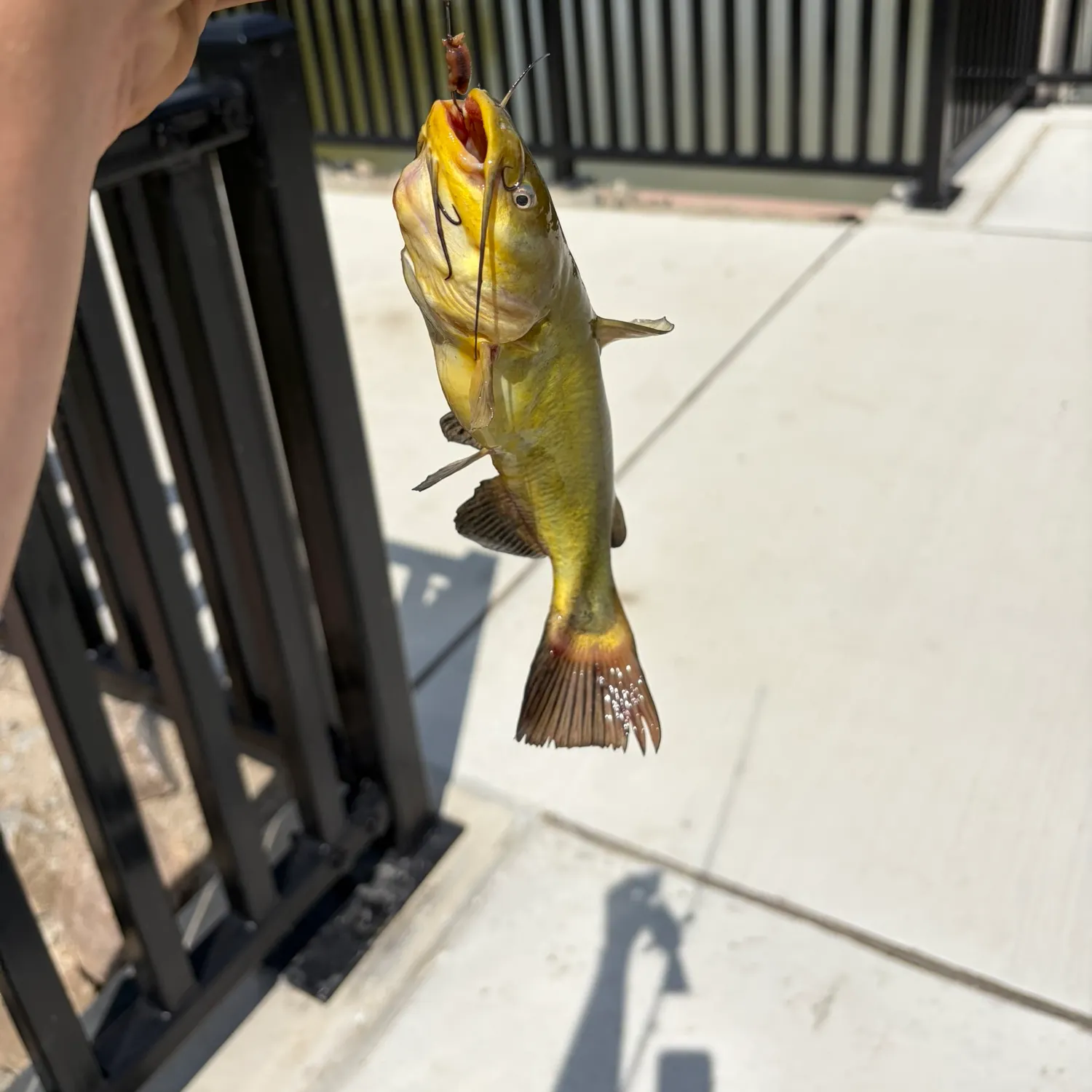 Yellow bullhead caught on Fishbrain