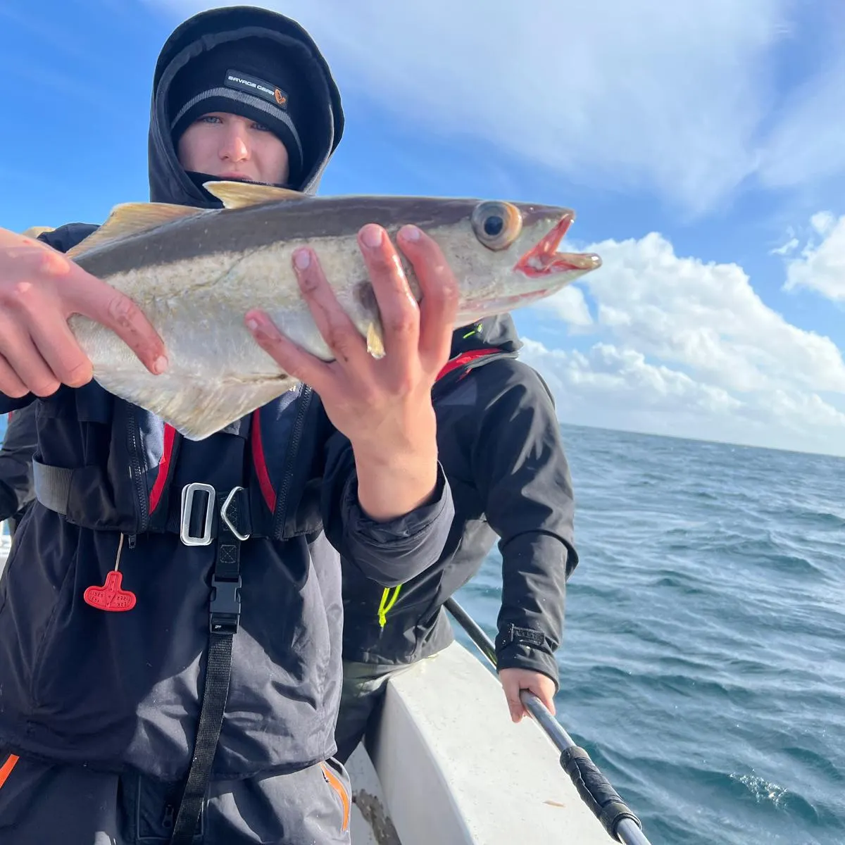 Pollack caught on Fishbrain