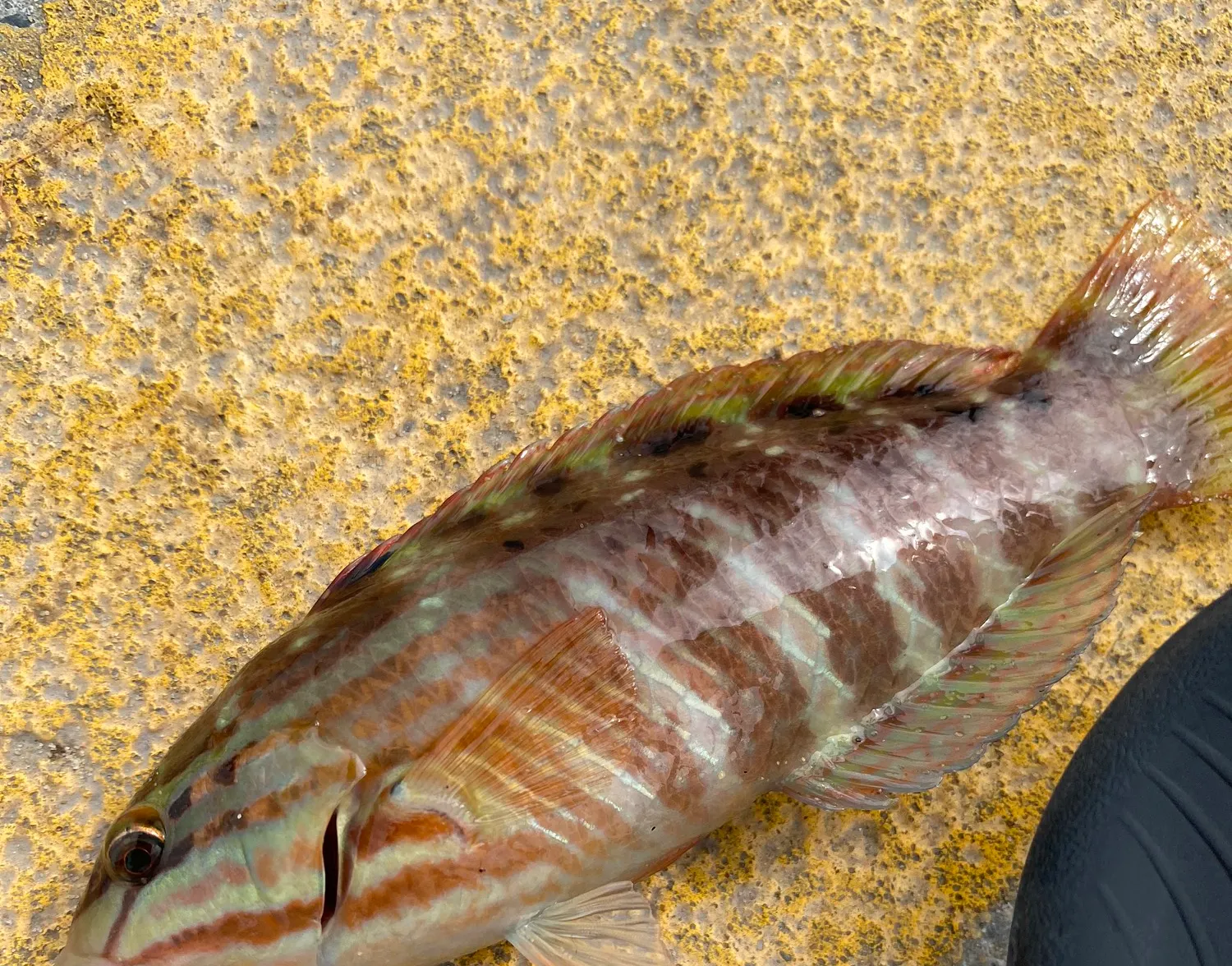 Gunther's wrasse